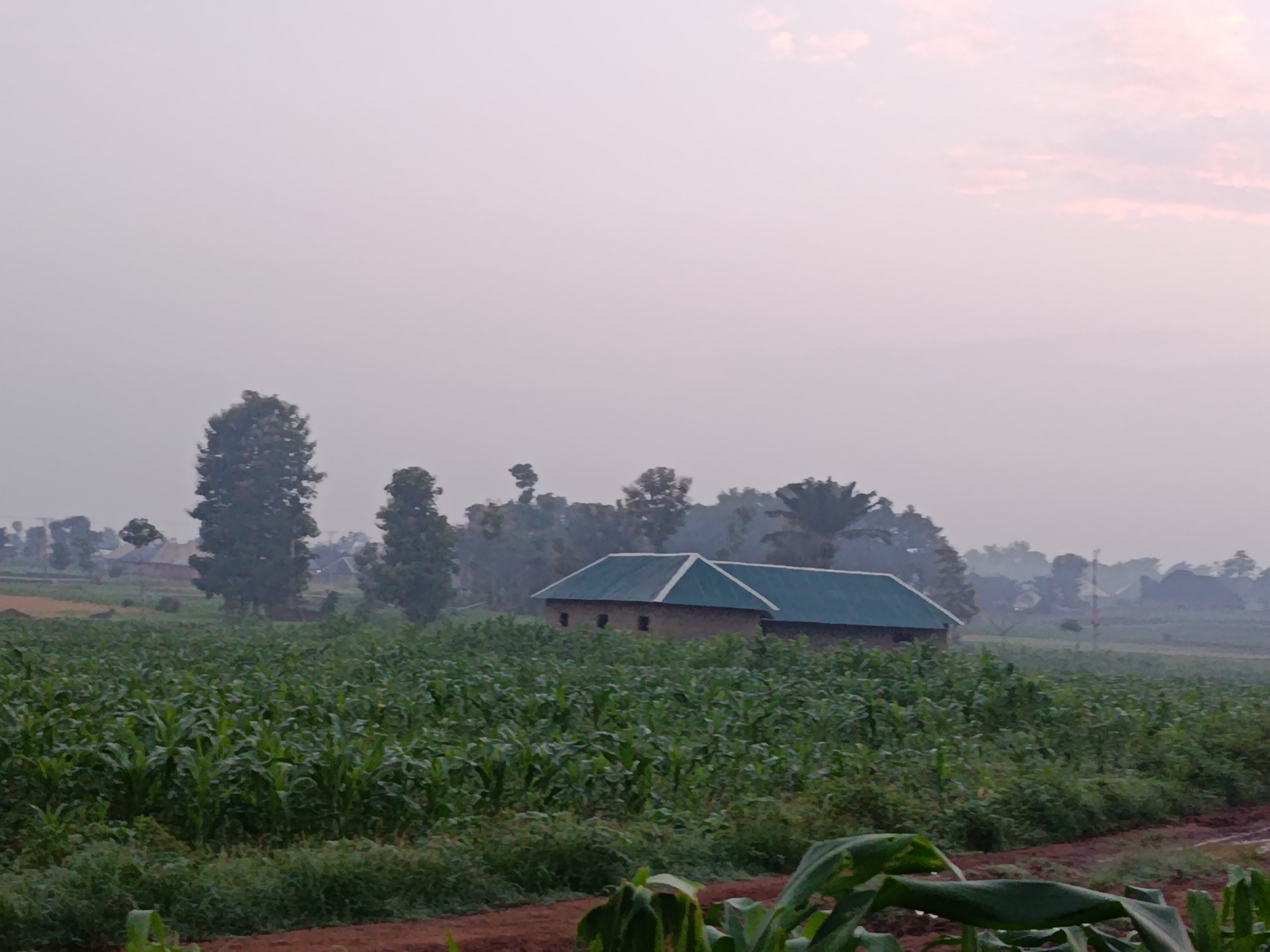 A farm in Maigizo, Nigeria, is depicted in this image. The scene is dominated by a lush green field of corn in the foreground, stretching towards a cluster of buildings in the middle ground. A two-part building with dark green roofs and brown walls is prominently featured, set back slightly from the cornfield. Several tall trees are scattered across the landscape, with some more distant structures and vegetation visible on the horizon. The sky is overcast with a pale pink hue, suggesting either early morning or late evening. The ground in the foreground appears to be reddish-brown soil. No people are visible in the frame.