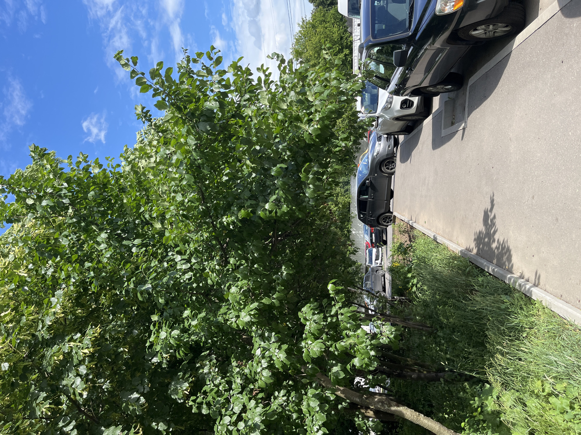 The media file depicts an outdoor scene featuring a dense tree with lush green foliage in the foreground, partially obscuring a row of parked cars on a paved surface. The cars are varied in color, including dark gray, white, and black. Beyond the cars, more trees and vegetation are visible, suggesting a park-like or suburban setting. The sky above is a clear blue with scattered white clouds, indicating pleasant weather conditions. The lighting suggests it is daytime, likely mid-morning or afternoon due to the angle of the shadows cast by the trees and cars. There are no people visible in the image. The overall impression is one of a calm, ordinary day in a green urban or suburban environment. Location cues are not immediately obvious beyond general vegetation and urban infrastructure. There is no visible text in the image. The perspective is slightly angled, with the cars and pavement running from left to right in the frame, and the tree dominating the left and center.
