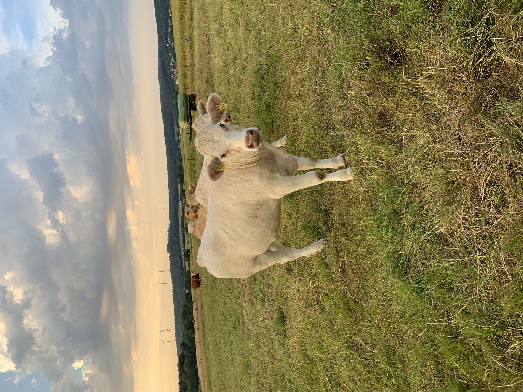 A herd of light-colored cows graze in a grassy field under a dramatic, cloud-filled sky at dusk. The scene appears to be in or near Beltershain, Germany, as evidenced by a distant green agricultural trailer and rolling hills with wind turbines and a cluster of houses visible on the horizon. The foreground features a young, light-skinned cow looking directly at the camera with yellow tags on its ears. In the background, other cows are visible, as well as trees and a small town. The lighting suggests late evening or early morning.