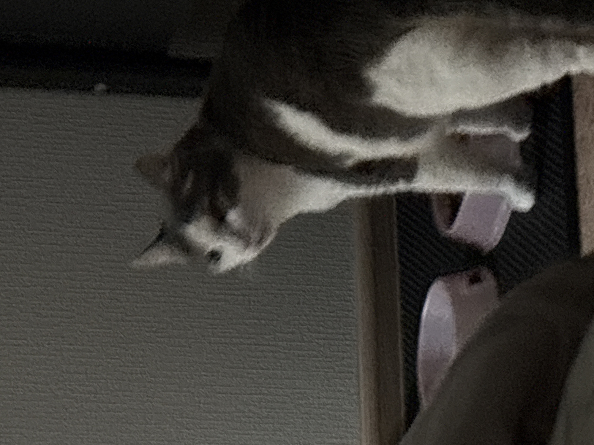 A cat is peering down from above onto a pair of pink food bowls on a black shelf. The location is not discernible from the image.