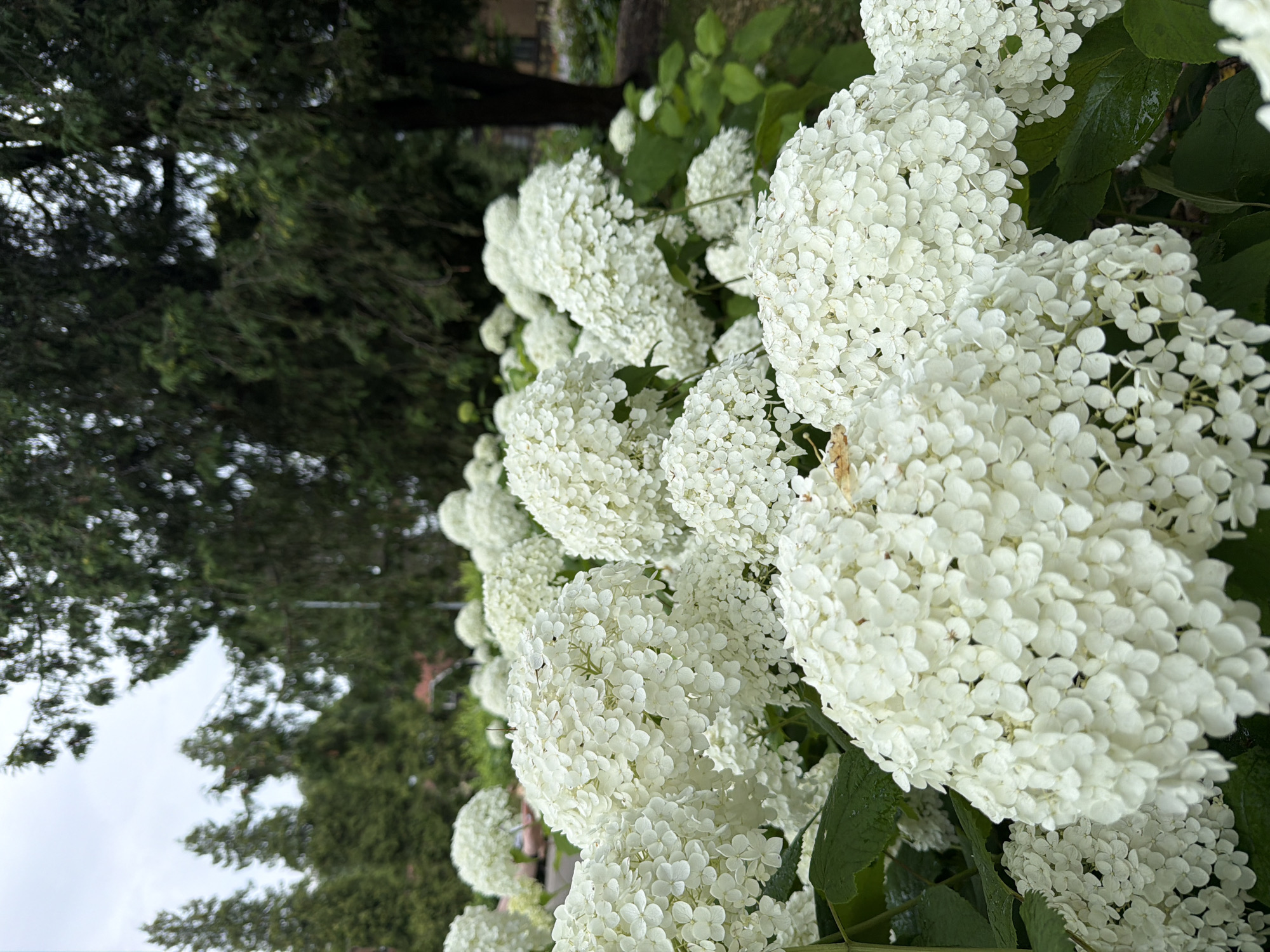 The image shows a close-up of a large bush of white hydrangeas in bloom. The flowers are tightly clustered and form rounded heads. In the background, there are blurred green trees and a cloudy sky. The scene appears to be in a park or garden setting. There are no people or animals visible in the image. The lighting suggests it is daytime, possibly overcast.
