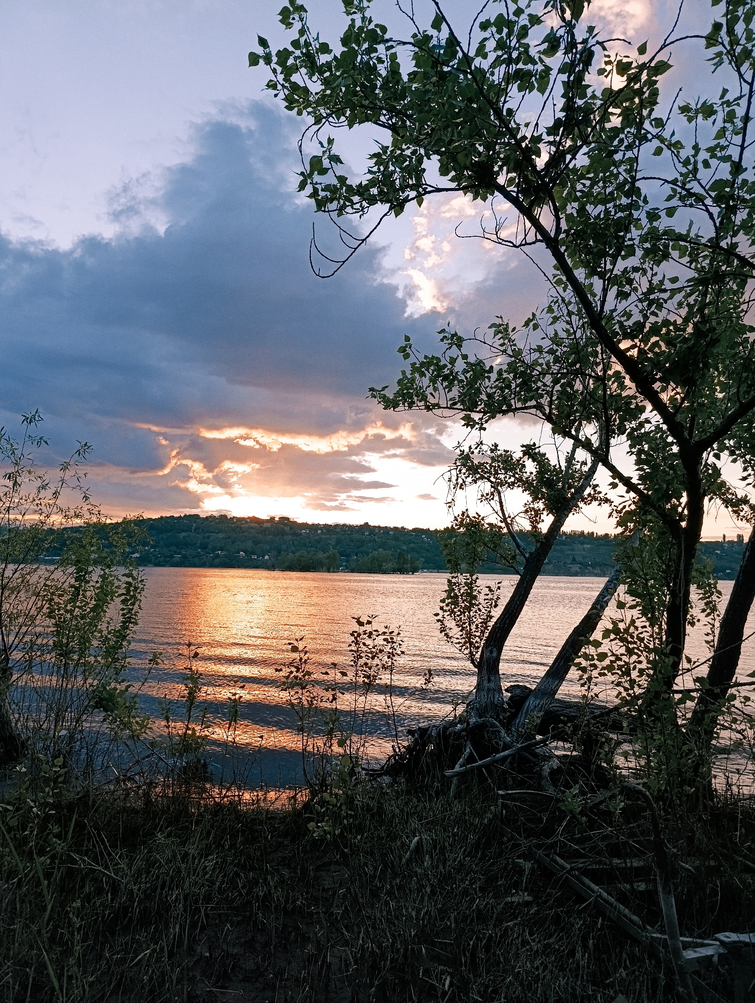The image captures a sunset scene over a wide body of water, identified as the Volga River in Saratov, Russia. The sky in the upper left quadrant is dominated by heavy, dark blue-grey clouds. Towards the horizon, the clouds break, revealing a dramatic display of sunlight with vibrant orange, pink, and pale yellow hues. The sun's light reflects strongly on the rippled surface of the water, creating a shimmering path of orange and golden light that extends from the horizon towards the viewer.
Across the water, a distant, elevated landmass is visible, characterized by dense green tree cover. Scattered within this distant treeline, small, possibly illuminated structures or houses are discernible. The immediate foreground features dark, silhouetted vegetation. On the right side, a substantial tree with numerous branches and green leaves stands prominently, partially obscuring the view of the water and sky. Its exposed root system is visible at the water's edge. To the left, sparser, younger vegetation and small bushes also grow along the bank. The very bottom of the frame shows dark, indistinct ground composed of grass, dirt, and fallen branches. No people or animals are visible in the scene.