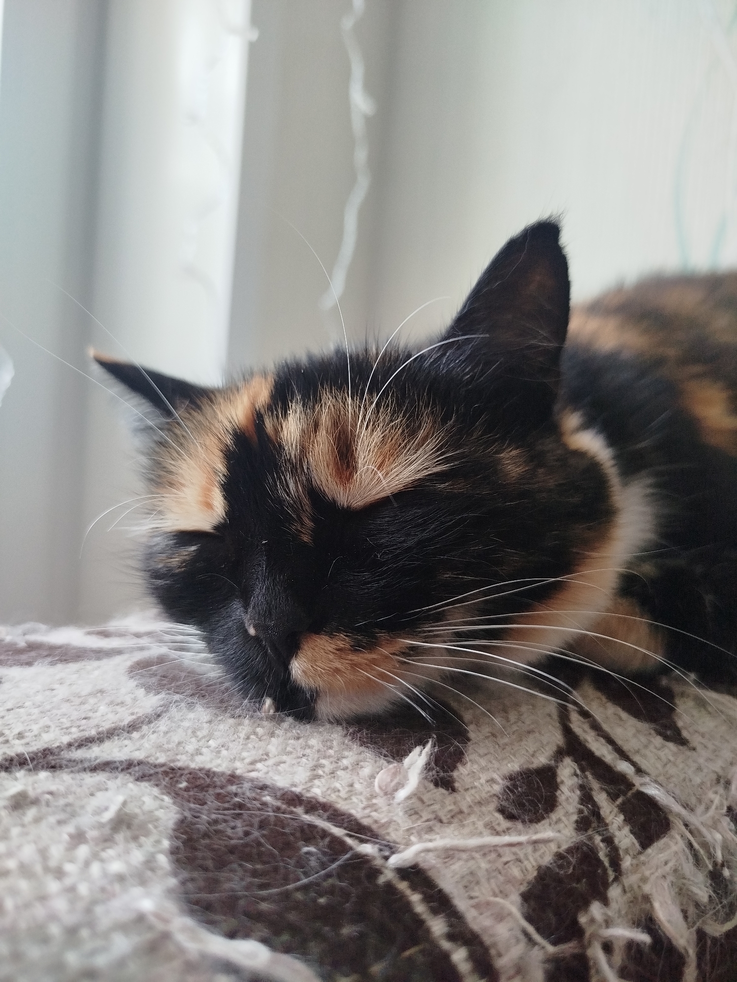 The image shows a close-up of a tortoiseshell cat sleeping on a patterned blanket. The cat's eyes are closed, and its head is resting on its paws. The blanket has a brown and white abstract pattern. In the background, a sheer white curtain is visible, allowing soft light to enter the room. The scene suggests a peaceful domestic environment.
