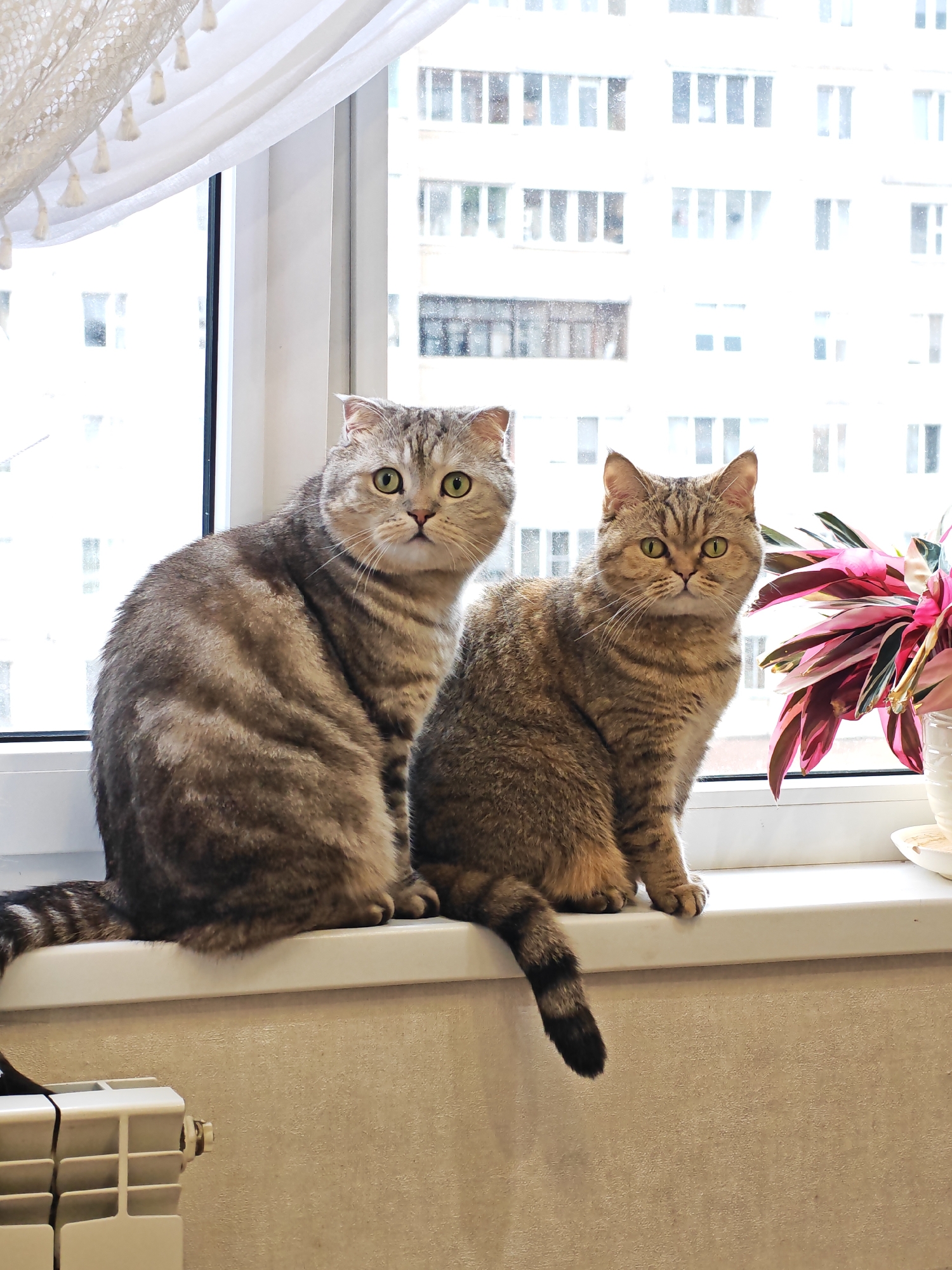 Two domestic cats, one silver tabby and one brown tabby, sit on a windowsill in front of a large window that looks out onto a city building with numerous windows. A white curtain with tassels hangs on the left side of the window. To the right of the cats, a potted plant with pink and green leaves is visible. A white radiator is located on the wall below the windowsill. The scene appears to be indoors in an urban apartment setting, likely in Minsk, Belarus, given the architectural style of the building visible through the window.