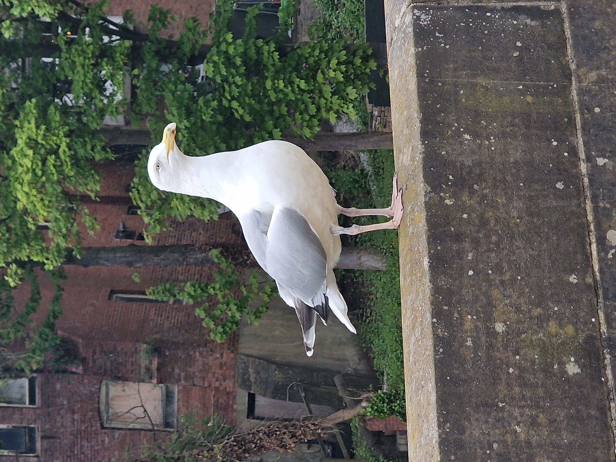 A seagull perches on a weathered stone wall or ledge. The bird is primarily white with gray wings and yellow beak, and it is captured in profile with its head turned back. In the background, there is a red brick building partially covered in greenery, along with trees and other vegetation. The textured stone wall suggests an aged structure. The image appears to have been taken in Durham, United Kingdom.