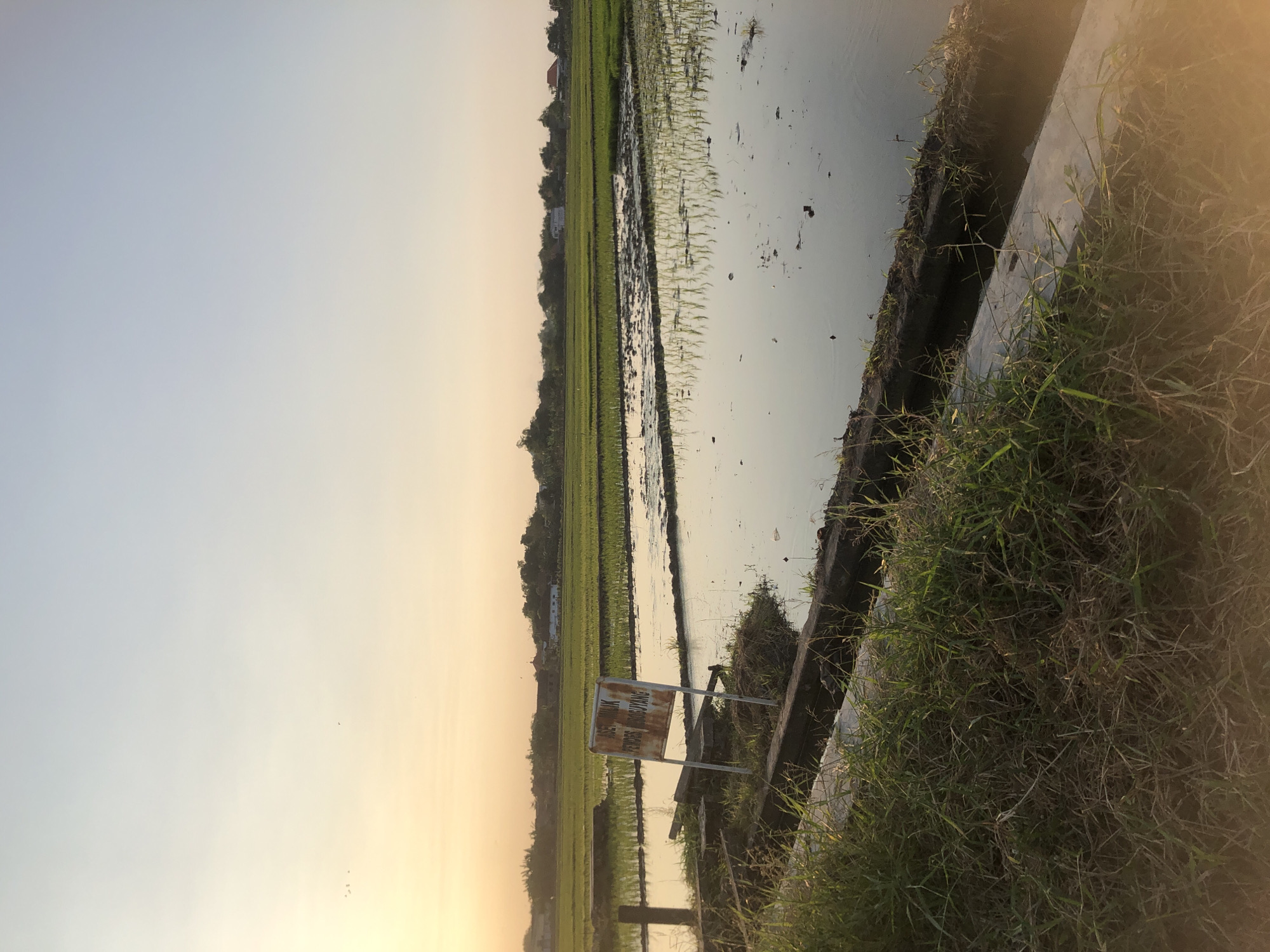 The image depicts a rice paddy field in Keboguyang, Indonesia, bathed in the soft light of either sunrise or sunset. The sky is a gradient of pale yellow near the horizon, transitioning to a light blue overhead. In the distance, silhouetted trees and some buildings suggest a rural or semi-rural setting. The foreground features a concrete edge with overgrown grass and some dry vegetation. A weathered, rusted signpost with writing in Indonesian stands tilted to the left on a small mound of earth. The rice paddy itself is flooded, with rows of young green rice seedlings visible. The water reflects the sky and the surrounding greenery, creating a serene and tranquil atmosphere. Several small birds are visible in the sky in the upper left portion of the image.
