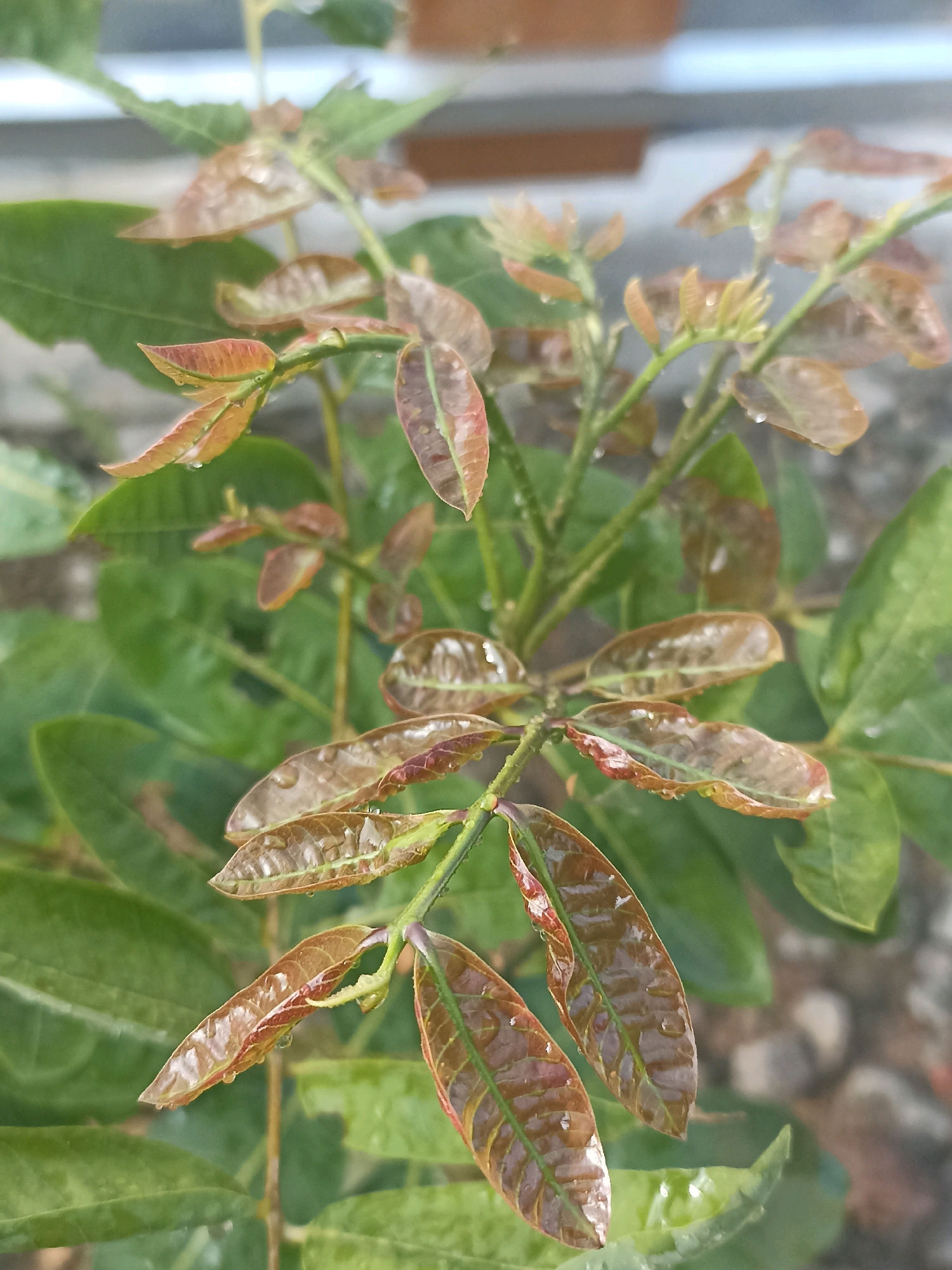 The image shows a close-up, shallow-depth-of-field photograph of young, reddish-brown leaves on a plant. Water droplets are visible on the surface of the leaves, suggesting recent rain or watering. The leaves are arranged along slender green stems, with larger, darker green leaves visible in the background, out of focus. The background also includes a blurry gray surface, possibly pavement or concrete, and a hint of a brick structure. The lighting appears to be natural, casting soft shadows. The scene is likely an outdoor environment, possibly a garden or a plant nursery. The image does not contain any people or specific identifiable landmarks that would pinpoint a location within Mojopanggung, Indonesia.
