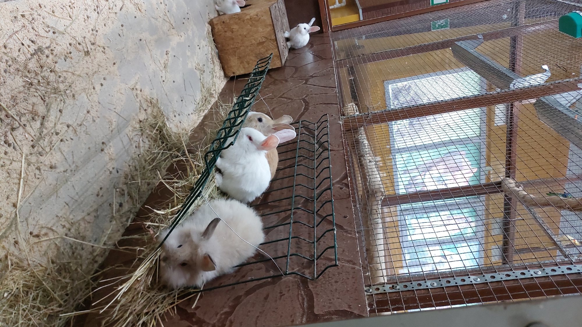 The image depicts a close-up, low-angle view of rabbits in a cage. There are at least four rabbits visible. One white rabbit is standing on a wooden box on the left side of the frame. To the right, a white and brown rabbit is looking to the left. Another white rabbit is in the foreground on the right, facing forward. Behind it, a light brown fluffy rabbit is visible, its head down as if eating. The cage has a wire mesh front and a textured brown wall behind the rabbits. Hay is scattered on the ground and within the cage. The background shows a barred window or enclosure with a reflection of trees and sky. The scene appears to be an indoor enclosure for rabbits, possibly in a zoo, pet store, or sanctuary, located in Yelizovo, Russia.