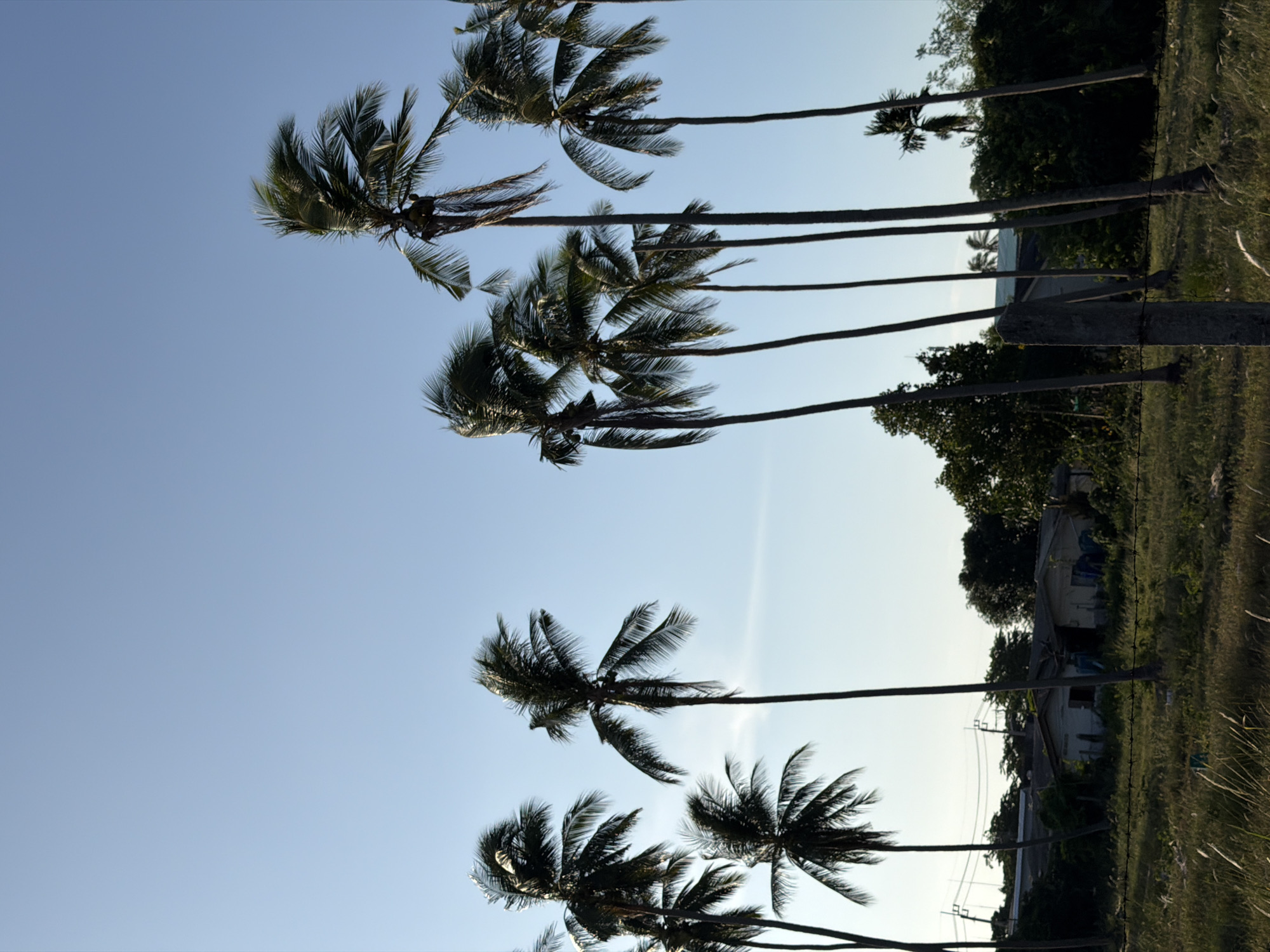 The image depicts a clear, bright sky above a cluster of tall, slender palm trees in what appears to be a rural or semi-rural area of Ko Samui District, Thailand. The palm trees, with their fronds rustling in the wind, dominate the upper half of the frame. In the mid-ground, a few low-lying buildings with corrugated roofs are visible, suggesting a residential area. A field of dry grass and weeds occupies the foreground, separated from the buildings by a barbed-wire fence. The overall scene is tranquil and bathed in natural light, likely from the sun. There are no people or animals visible in the image.