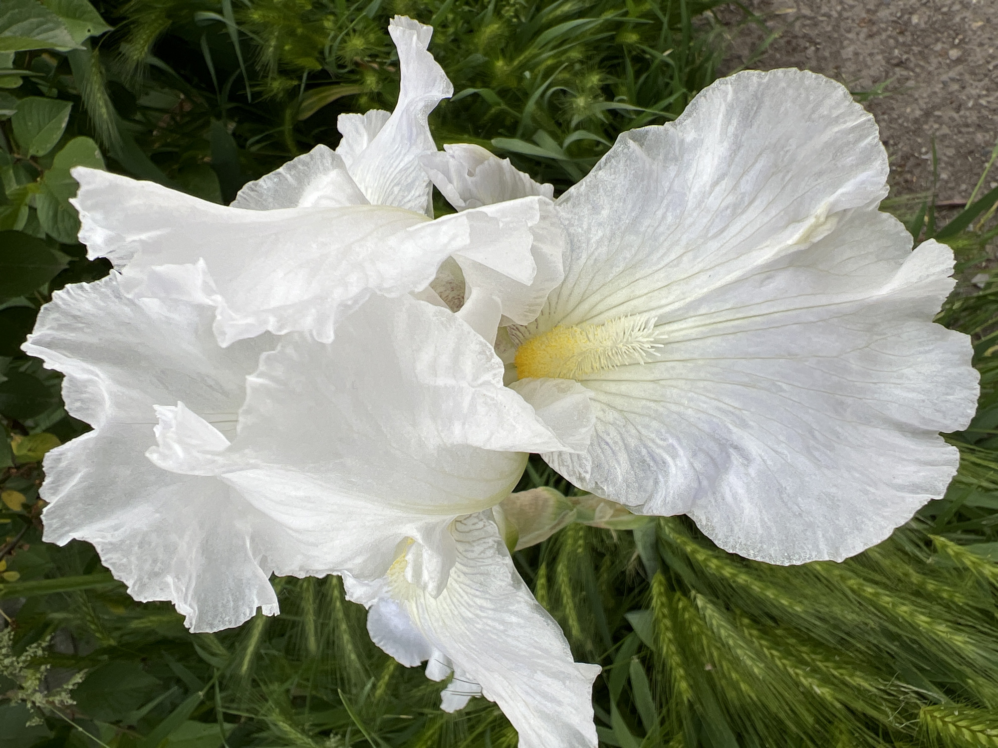 A close-up photograph shows a large, white iris flower in bloom. The petals are ruffled and slightly translucent, with delicate veining visible. The center of the flower contains a small yellow structure. The flower is surrounded by various green plants, including what appears to be wheat and other grassy foliage. The flower is situated in an outdoor setting, potentially a garden. There's a patch of paved surface visible in the top right corner. The photograph was taken in Krasnodar, Russia.