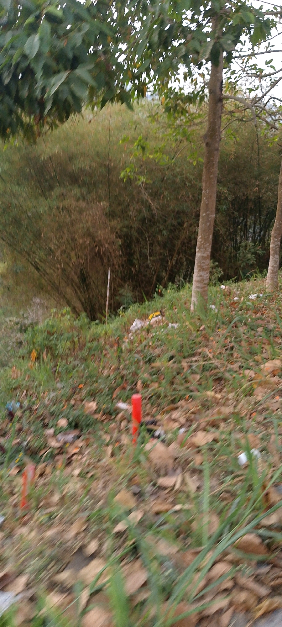The image depicts a slightly blurred outdoor scene, likely a natural area with vegetation. In the foreground, a patch of dry leaves and green grass is visible, with some scattered pieces of white and yellow trash. A single bright red cylindrical object, possibly a marker or stake, stands upright in the grass. In the mid-ground, a dense cluster of bamboo stalks forms a thicket. Behind the bamboo, larger trees with rough bark are present. One tree on the right has its trunk clearly visible, and another is partially visible further to the right. The overall impression is of an unkempt natural area, potentially on the outskirts of a residential or developing area. The location is identified as Mekarwangi, Indonesia, suggesting an environmental setting common to this region. There are no people visible in the image.