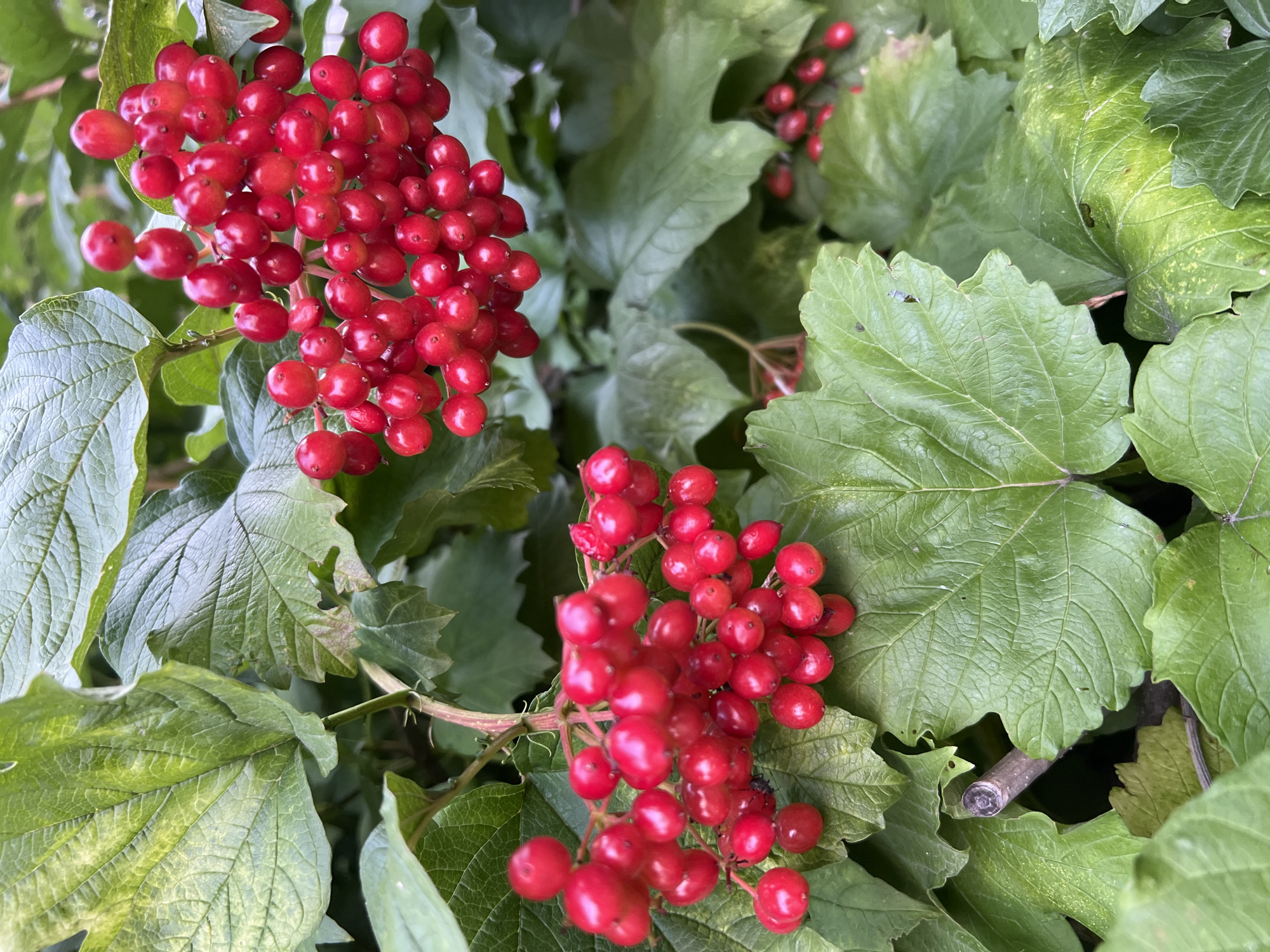 The image shows a close-up of a bush with bright red berries and large green leaves. The berries are clustered together in bunches, and they appear to be ripe and juicy. The leaves are a deep green color, and they have a slightly wrinkled texture. The bush is growing in an outdoor environment, with other greenery visible in the background. The image is well-lit, and the colors are vibrant. There is no indication of the specific location within the city of Fontanka, Ukraine, or any people or actions.