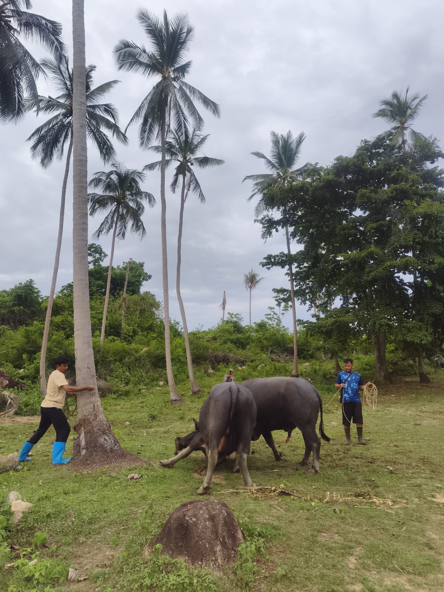 This image captures an outdoor scene in Baan Chaweng Noi, Thailand, featuring two men and two water buffaloes amidst lush tropical vegetation.
The setting is a grassy field surrounded by numerous tall coconut palm trees, with dense green foliage and larger trees forming a backdrop. The sky is overcast with a uniform light gray cloud cover, indicating daytime, possibly late morning or afternoon, with soft, diffused light.
On the left, a man in a light-colored t-shirt, dark trousers, and distinctive bright blue rubber boots leans casually against the trunk of a tall palm tree. He appears to be observing the scene. On the right, another man, wearing a blue patterned t-shirt, dark shorts, and dark boots, stands holding a coiled rope in his hands. He seems to be tending to or preparing to manage the large animals.
Two dark-colored water buffaloes are present in the central part of the frame. One buffalo is closer to the man on the left, with its head lowered, appearing to graze or root in the grass. The other buffalo stands closer to the man on the right. The visible anatomy on one of the buffaloes suggests they are male. A large, dark rock is visible in the foreground on the left, with smaller rocks scattered across the grassy terrain. No text is visible in the image.