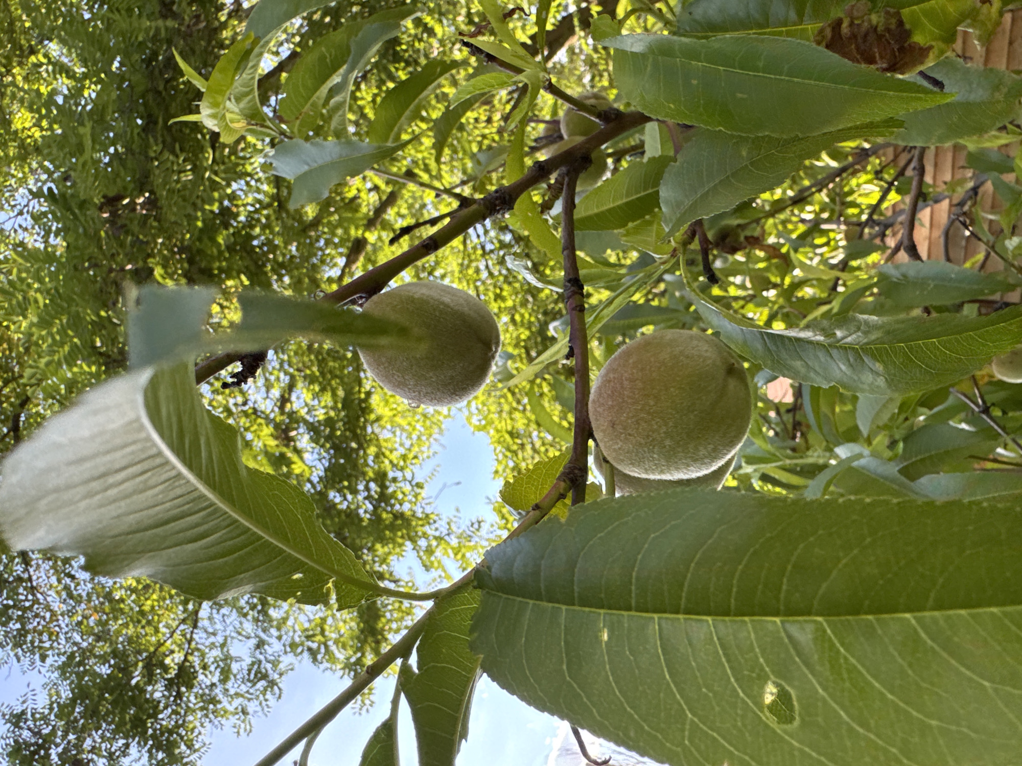 The image shows a close-up, low-angle view of unripe peaches on a tree branch, with dense green foliage and a bright blue sky in the background. Two light green, fuzzy peaches are prominently featured, appearing to be in the early stages of development. They are round with a slightly textured surface. The leaves are a vibrant green, with visible veins, and some appear slightly wilted or damaged. Sunlight filters through the leaves, creating dappled light and highlighting the texture of the peaches and leaves.
The scene is set outdoors, likely in a garden or orchard. The overall impression is one of natural growth and the early stages of fruit development. The bright sky suggests it is daytime, likely sunny. The presence of unripe fruit indicates it is spring or early summer. The foliage suggests a temperate climate. There are no people or specific text visible in the image. The context of Odesa, Ukraine, points to a location in Eastern Europe, where fruit trees are common in domestic and agricultural settings.
