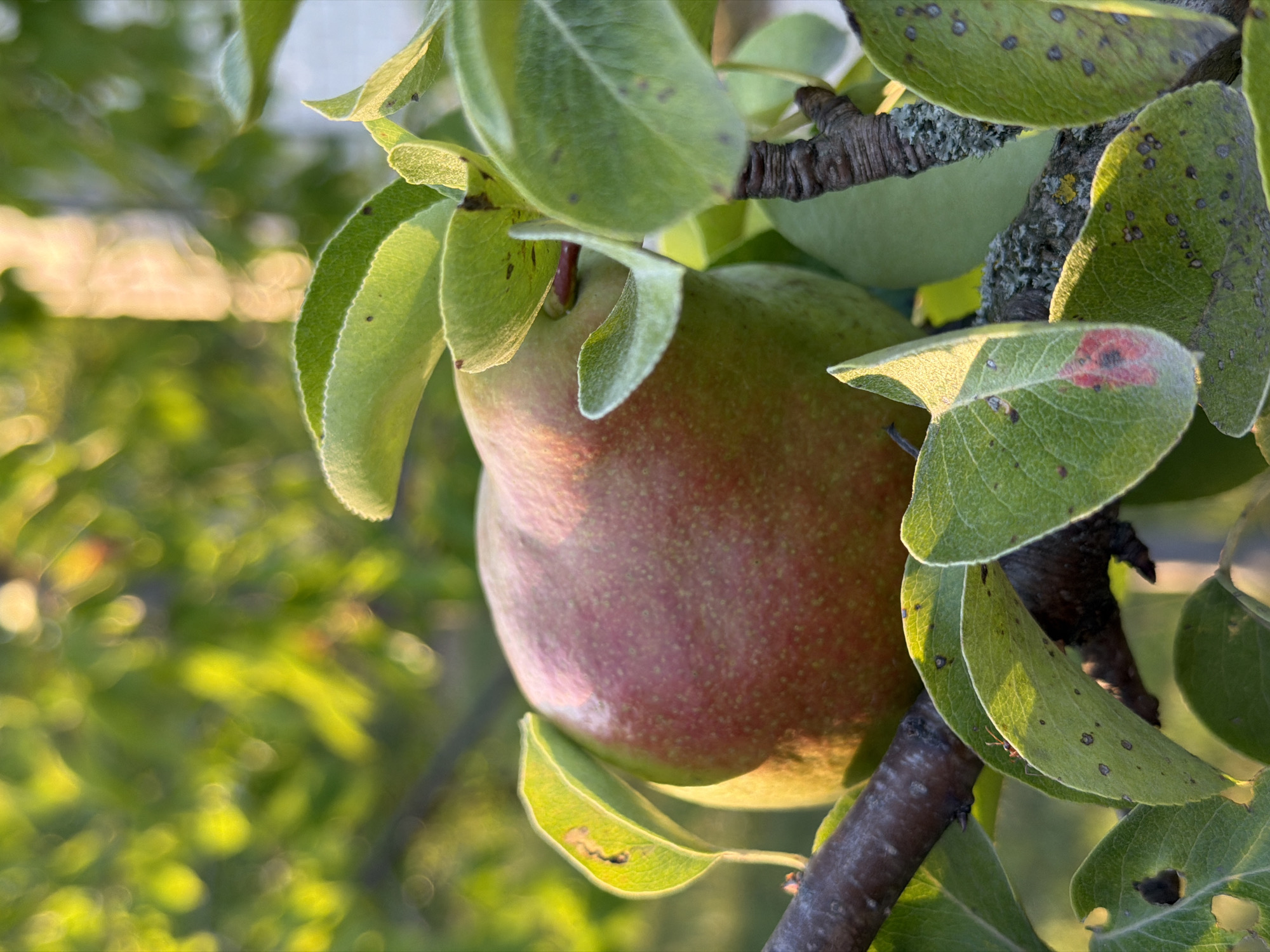 A ripe pear, tinged with red and green, hangs from a tree branch amidst lush green leaves. The pear is partially obscured by the foliage, with sunlight filtering through the leaves, creating a soft, dappled effect. The background is blurred, with warm tones suggesting a natural, outdoor setting, possibly in a garden or orchard. The image captures the natural beauty of the fruit and its surrounding environment.