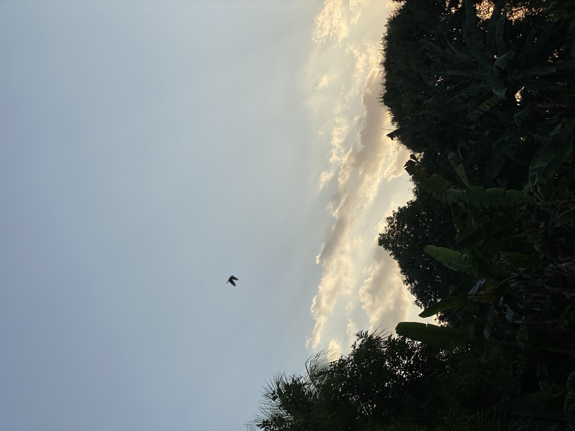 A bird is seen flying in the sky above trees in Banjarbaru, Indonesia. The sky is a light blue with some clouds that are illuminated by the setting sun, creating rays of light. The trees are dark green and appear to be tropical, with large leaves. The overall mood of the image is peaceful and serene.