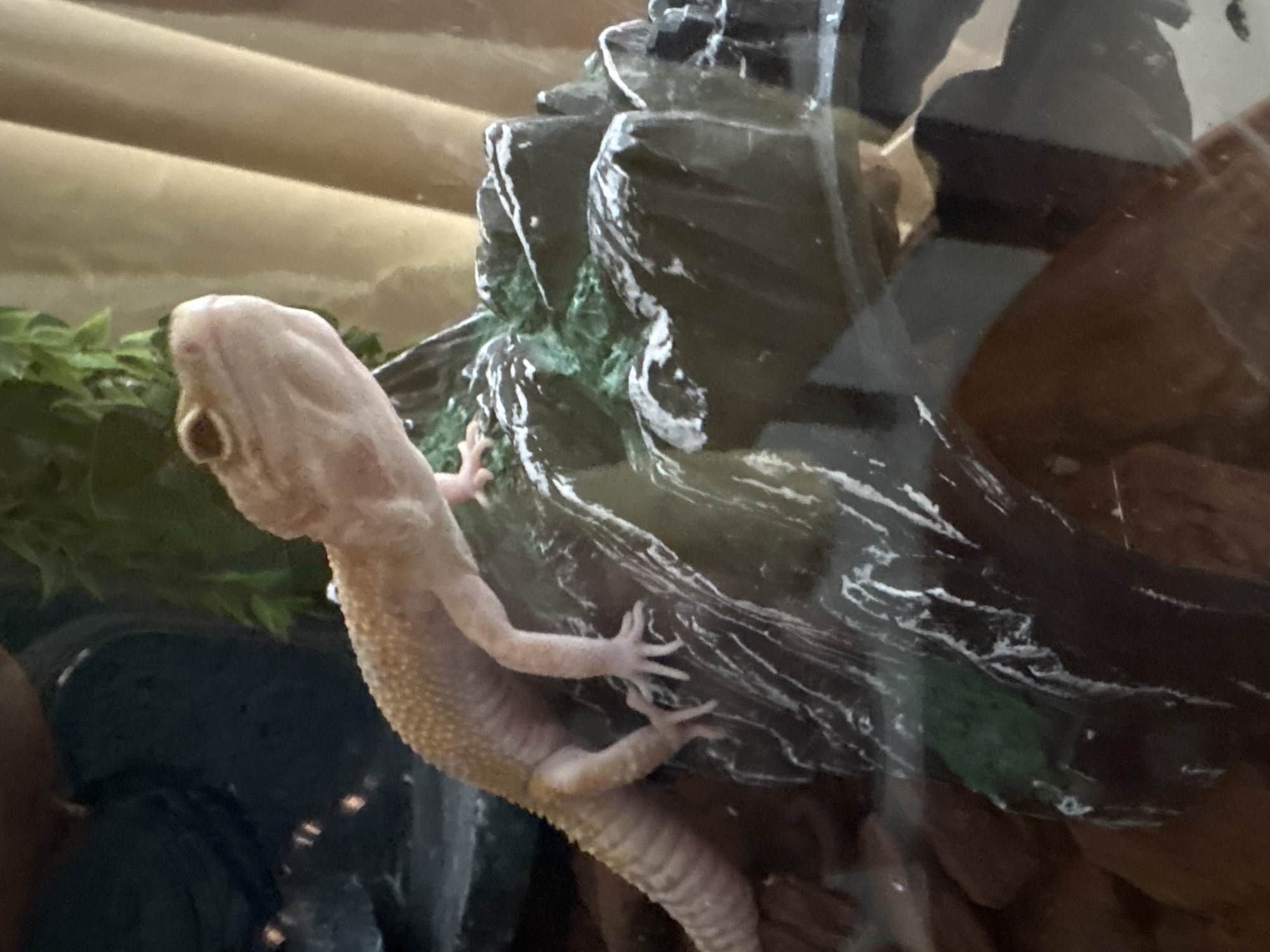 A light-colored leopard gecko is positioned on a textured, dark gray and green rocky structure, angled towards the right side of the frame. The gecko has visible spots and a segmented tail. The background features blurred elements including a dark, possibly solid object on the left, a green leafy plant hanging from above, and a beige, draped material on the right, suggesting an indoor setting. The image is taken from a slightly elevated perspective, looking down at the gecko. There is no indication of Nha Trang Ward, Vietnam.