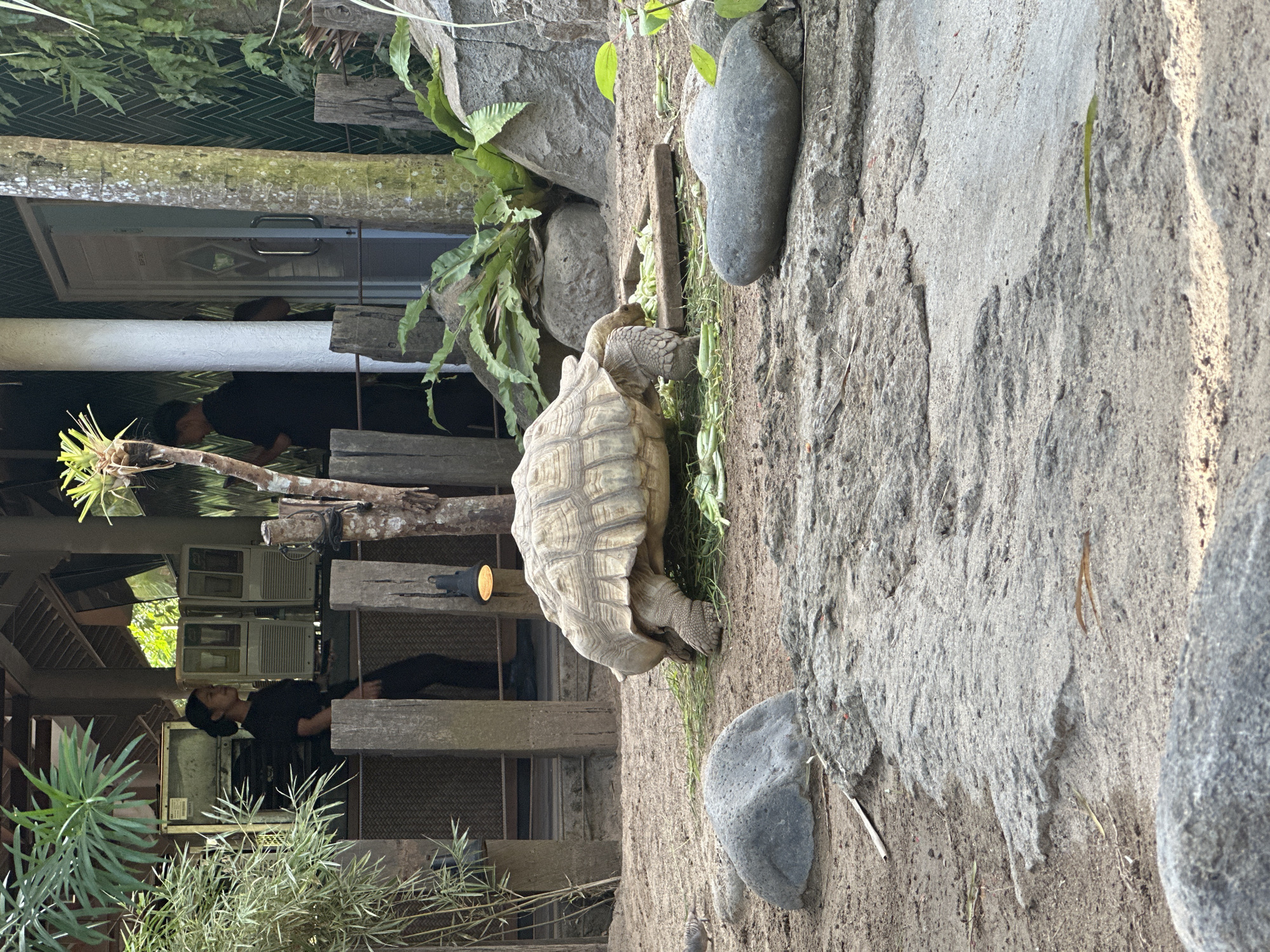 The image depicts an outdoor enclosure likely at the Bali Zoo in Sukawati, Indonesia. A large Sulcata tortoise is the primary subject, seen from the side, eating green leafy vegetables from a wooden trough on the sandy ground. The tortoise has a domed, textured carapace and thick, scaly legs. In the background, two individuals, appearing to be zoo staff or visitors, are visible. One, wearing a black uniform, stands near some air conditioning units and wooden fencing, while another, also in dark clothing, stands near a white-doored building. The environment includes lush green vegetation, rocks, and rough-hewn wooden posts. The overall scene suggests an animal exhibit or a facility within a zoo setting.
