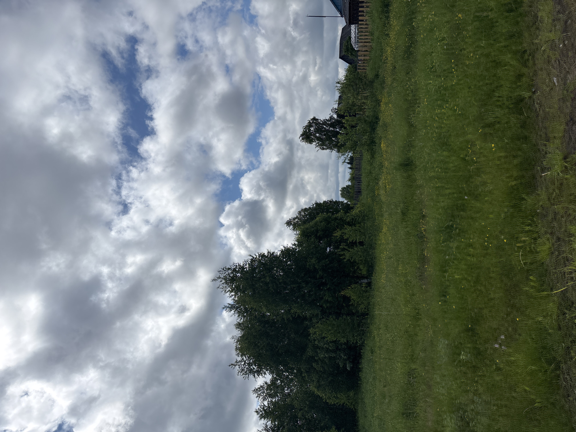 The image depicts a rural scene with a field of tall green grass in the foreground, dotted with small yellow flowers. In the middle ground, there is a dense cluster of dark green trees, some appearing to be birch trees based on the lighter trunks visible. Beyond the trees, a wooden fence runs horizontally across the scene, separating the field from what appears to be a settlement. Several buildings, including a blue-roofed structure and a darker, possibly wooden, building, are partially visible behind the fence, along with more trees. The sky is dramatic with a mix of dark, heavy clouds and patches of bright blue sky, suggesting overcast or partly cloudy weather. There are no people or animals visible in the image. The location is described as the city of Kurgan, Russia, which suggests a natural, possibly undeveloped or agricultural, area on the outskirts of the city.