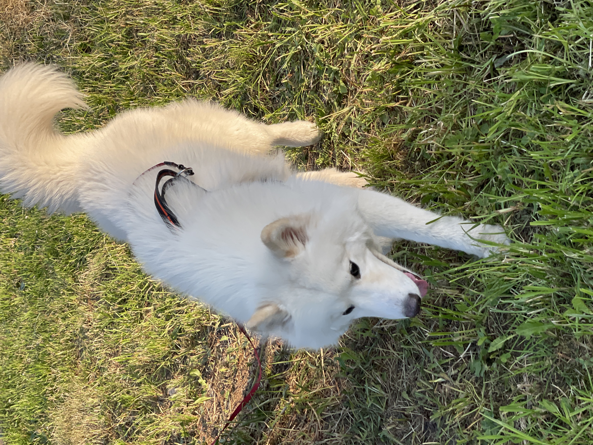 A white, fluffy dog, resembling a Samoyed, walks across a grassy area. The dog is positioned diagonally from the top right to the bottom left of the frame, moving forward with its head lowered and its tongue slightly extended. It wears a black harness with red accents on its back, from which a red leash extends towards the left, partially obscured by the dog's body and the foreground. The dog's tail is curled upwards over its back. The ground is covered in varied green and yellowish-brown grass, with some patches of visible soil. The scene is illuminated by warm, golden light, indicating late afternoon or early morning sun, which highlights the dog's fur and the grass blades. The image contains no discernible features to identify the location as Moscow, Russia.