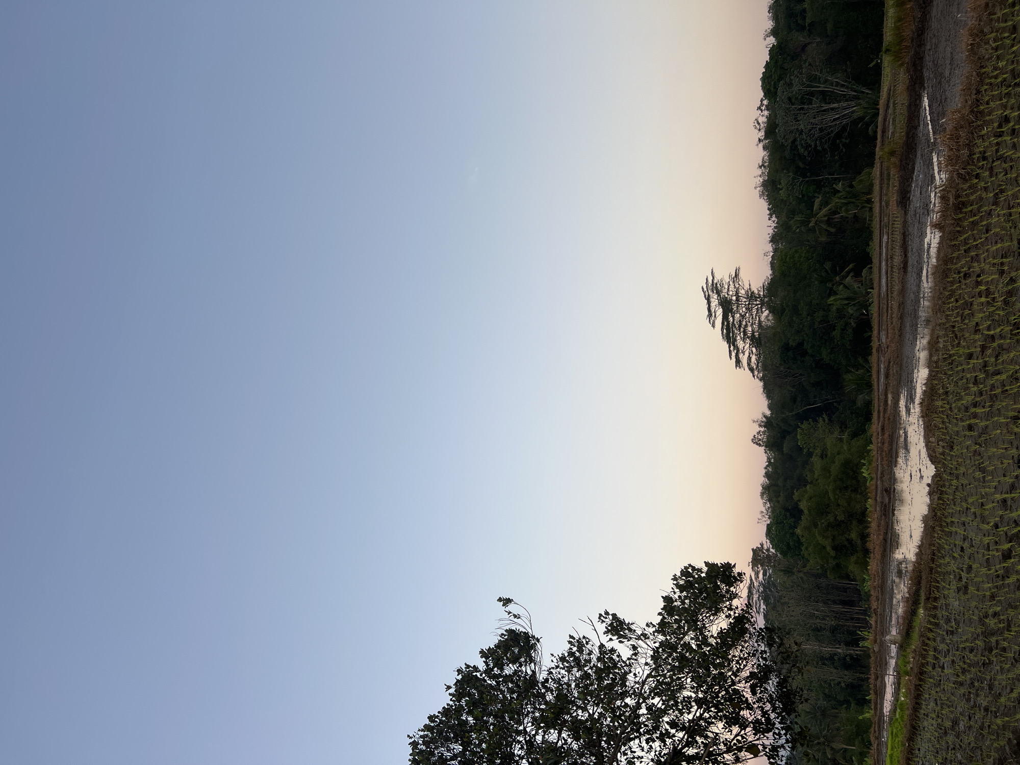 An image captures a serene landscape at dusk in Kalijoso, Indonesia. The sky transitions from a clear blue at the top to a soft gradient of pink and orange near the horizon, indicative of twilight. In the foreground, newly planted rice paddies are visible, with rows of young rice seedlings emerging from the muddy soil. Water pools in some sections of the paddies, reflecting the soft light of the fading day. A dense line of lush green trees forms the mid-ground, creating a natural border. Prominent among the trees are several tall, distinct trees, one with a flattened canopy reminiscent of a parasol. The silhouette of a large tree with dark foliage stands out on the left side of the frame, its branches reaching towards the sky. The overall scene conveys a sense of tranquility and rural beauty.