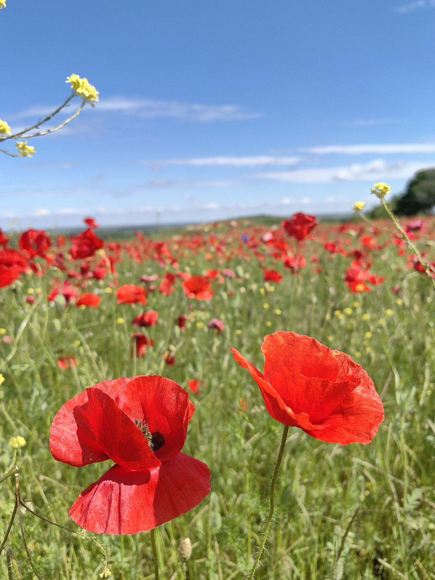 A field of red poppies extends into the distance under a partly cloudy blue sky in Крымскорозовское сельское поселение, Ukraine. Two prominent poppies are in the foreground, one with two petals visible and another with one petal. Green grass and yellow flowers fill the field between the poppies.