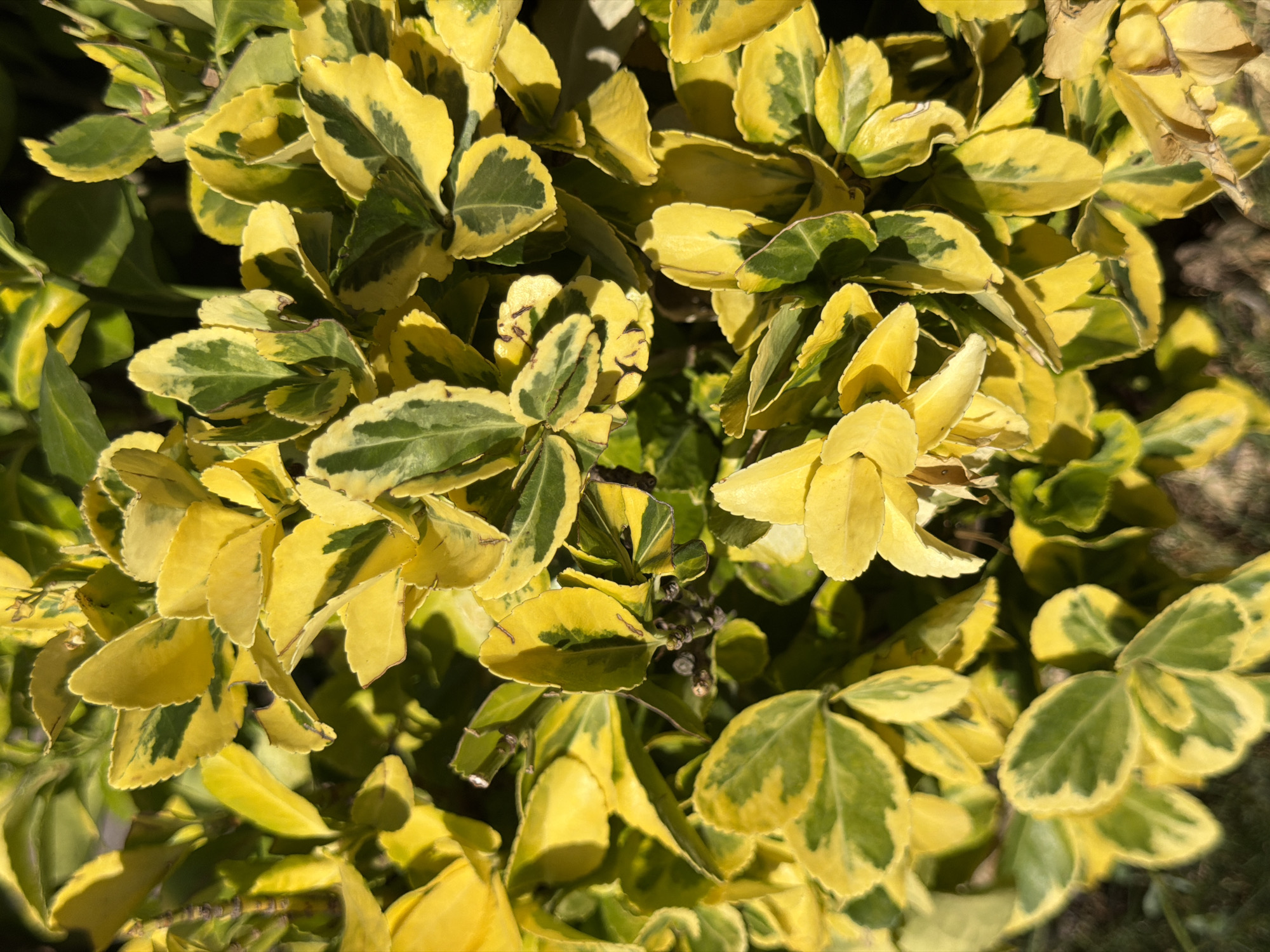 The image shows a close-up view of variegated leaves of a plant, with vibrant yellow and green coloring. The leaves are oval-shaped with slightly serrated edges. Sunlight casts shadows on the foliage, highlighting the texture of the leaves and creating a dappled effect. The background is blurred, suggesting a shallow depth of field, and appears to be composed of more foliage and possibly some dry ground. The specific location in Köprübaşı, Turkey, is not discernible from the image content. There are no people, actions, or interactions depicted.