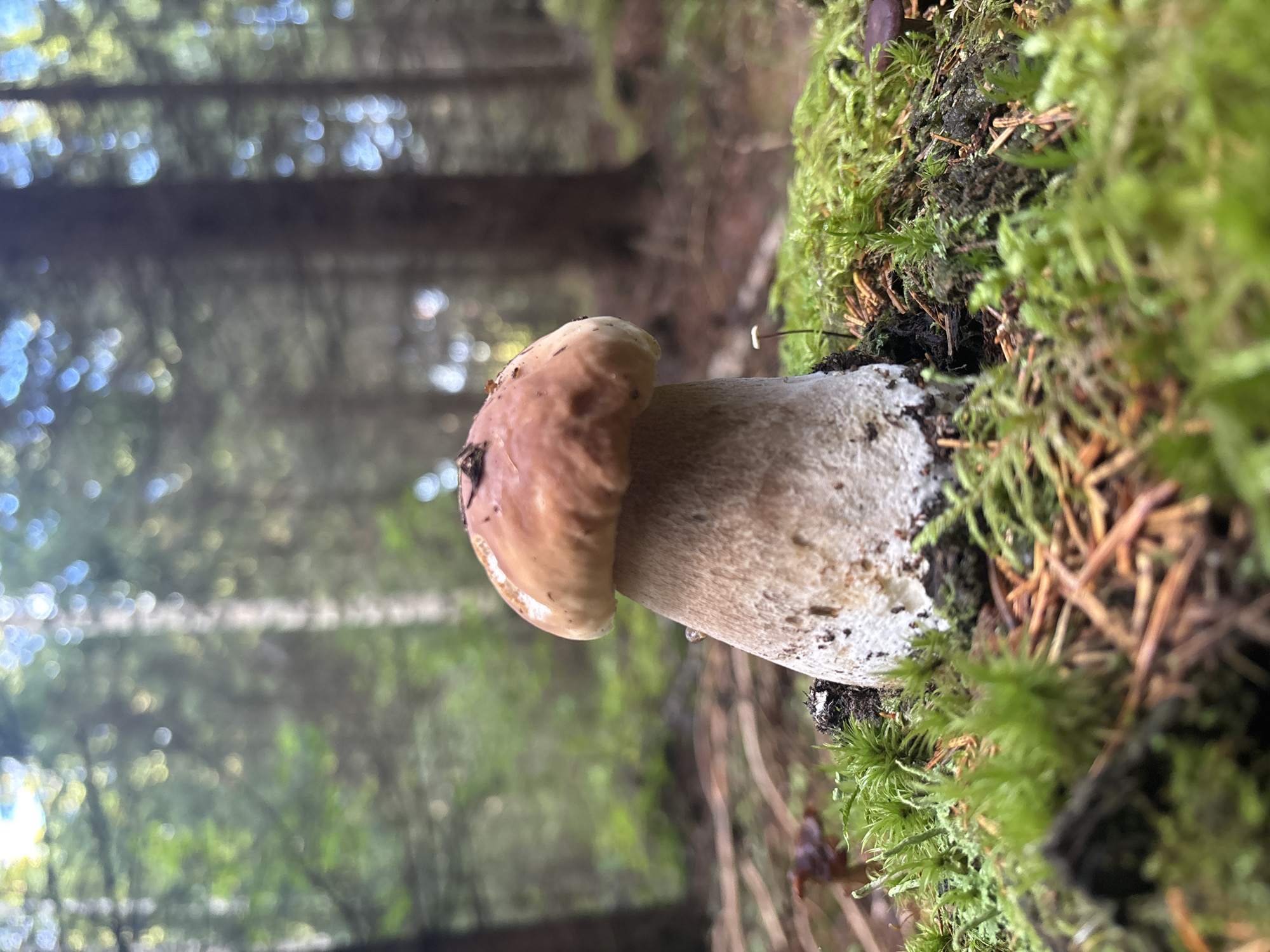 A close-up, low-angle shot features a single, large Boletus edulis mushroom growing amongst vibrant green moss and brown pine needles in a forest. The mushroom has a thick, white stem with speckling and a smooth, brown cap. The background is a blur of green trees and dappled sunlight, suggesting a forest environment. The scene is likely in a natural setting, possibly in the vicinity of Savonlinna, Finland, where such mushrooms are found. There are no people or animals visible in the image.