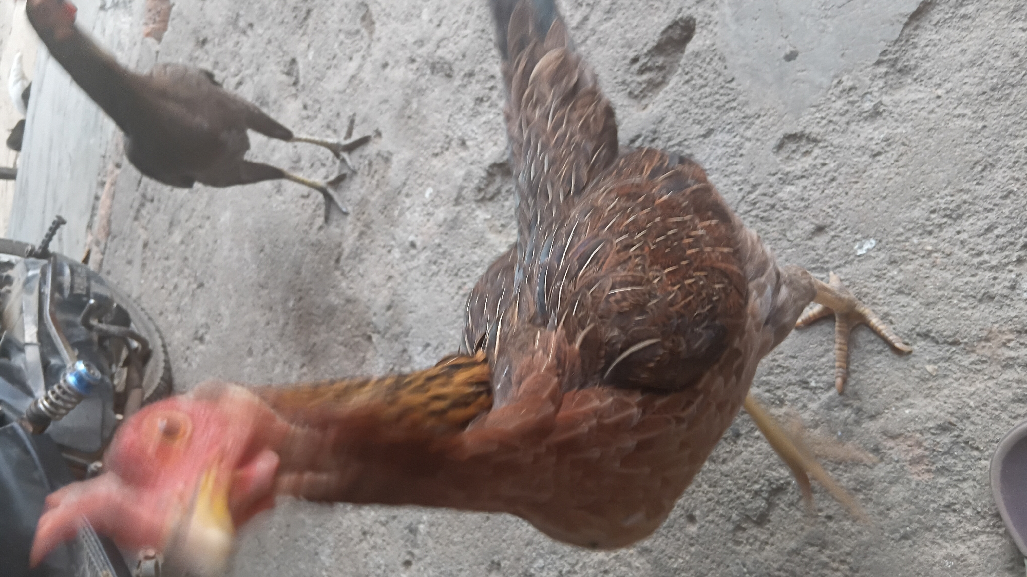 Two chickens are standing on a concrete surface in what appears to be an outdoor area. The chicken in the foreground is brown with red wattle and comb, and its head is blurred due to motion. The chicken in the background is black and appears to be further away. There is a motorcycle to the left of the frame. The ground is rough and textured. The scene is likely located in Prabumulih, Indonesia.