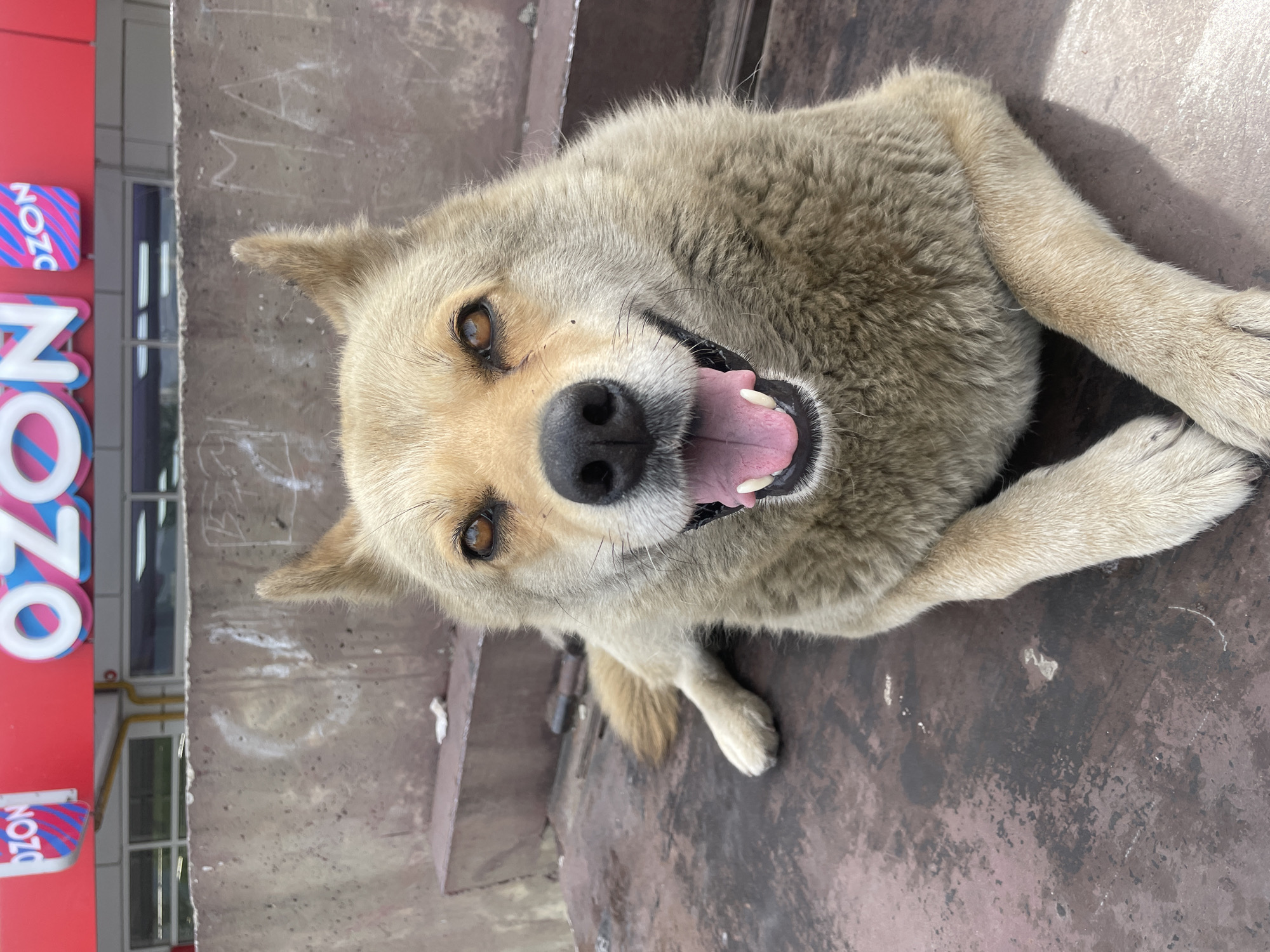 A light brown dog with its mouth open and tongue showing is lying on a dark, textured surface. Behind the dog, a concrete wall with graffiti is visible, and further in the background, a red building with the word "OZON" in large white and blue letters is present. The image is captured in Baranovka, Russia.