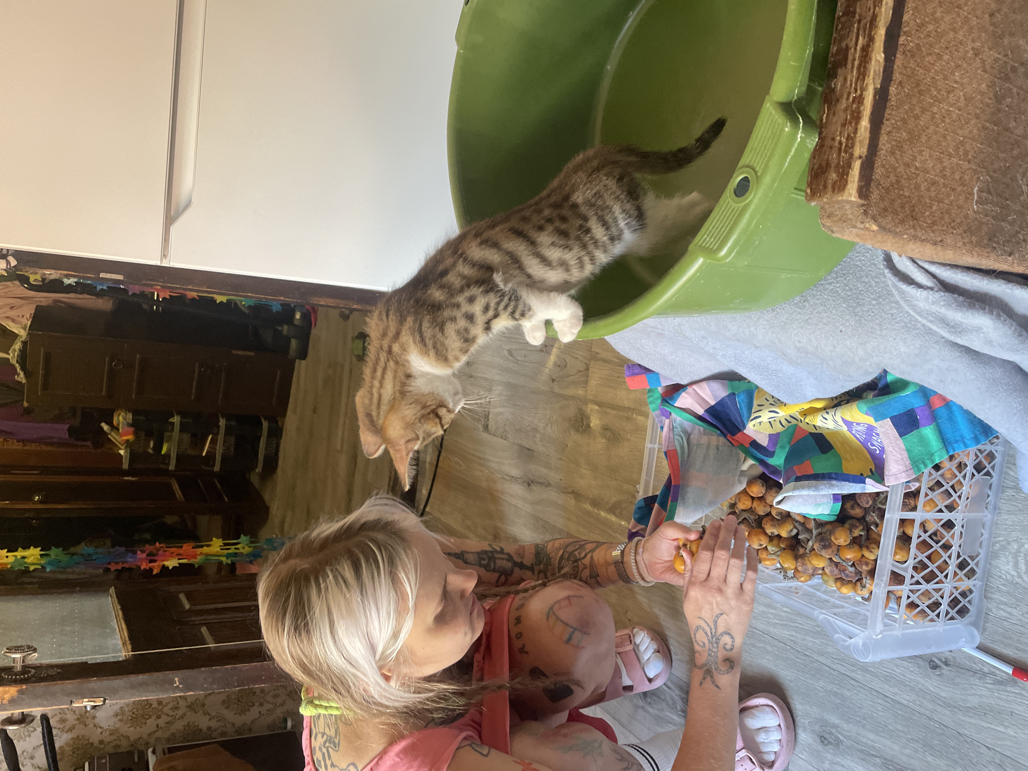 A person with blonde hair and tattoos is squatting on a wooden floor, holding a handful of small, round, orange fruits over a white plastic crate filled with more of the fruits. The person is wearing a pink shirt and pink sandals. To the right, a tabby kitten is standing on the edge of a green plastic tub, reaching into it with its front paws. The tub appears to contain some water. In the background, there is a doorway with a colorful star garland hanging from it, and various items of furniture. The scene suggests an indoor domestic environment. The location is not specified in the image.