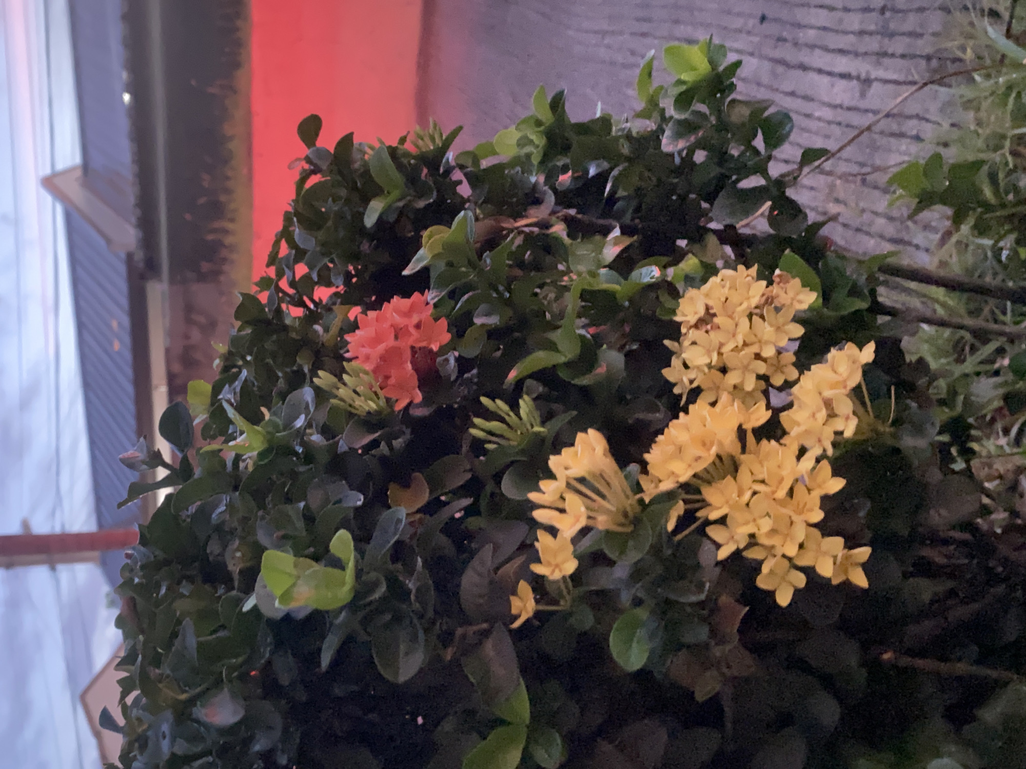 A medium shot captures a flowering Ixora bush in Davao City, Philippines, at dusk. The Ixora bush, a dense shrub with dark green leaves, is adorned with clusters of small, star-shaped flowers. Two prominent clusters are visible: one bright orange, positioned higher up and slightly to the right, and another a lighter yellow, situated lower and to the left. The flowers appear delicate, with multiple petals forming each bloom.
The background is blurred, suggesting a shallow depth of field. Behind the foliage, a hint of a building with a dark roof and lighter walls is discernible. A striking element in the background is a vibrant red glow, possibly from streetlights or advertising, casting an unnatural hue onto the scene. The ground in the foreground and midground is a paved surface with visible lines, characteristic of a sidewalk or road. The overall lighting indicates the transition from daylight to evening, with a muted sky suggesting twilight. No people or animals are present in the frame.