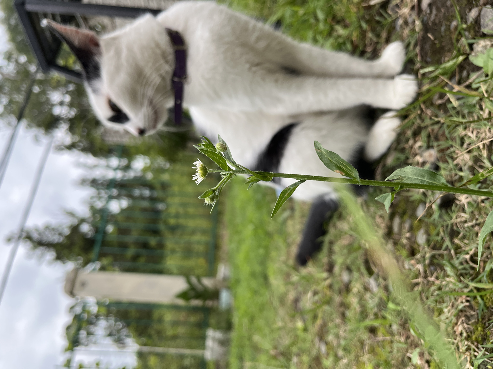 In the city of Ureki, Georgia, a black and white cat with a purple collar sits on a patch of grass. In the foreground, a delicate white wildflower with green leaves grows tall. The background is blurred, showing a fence and trees under a cloudy sky.
