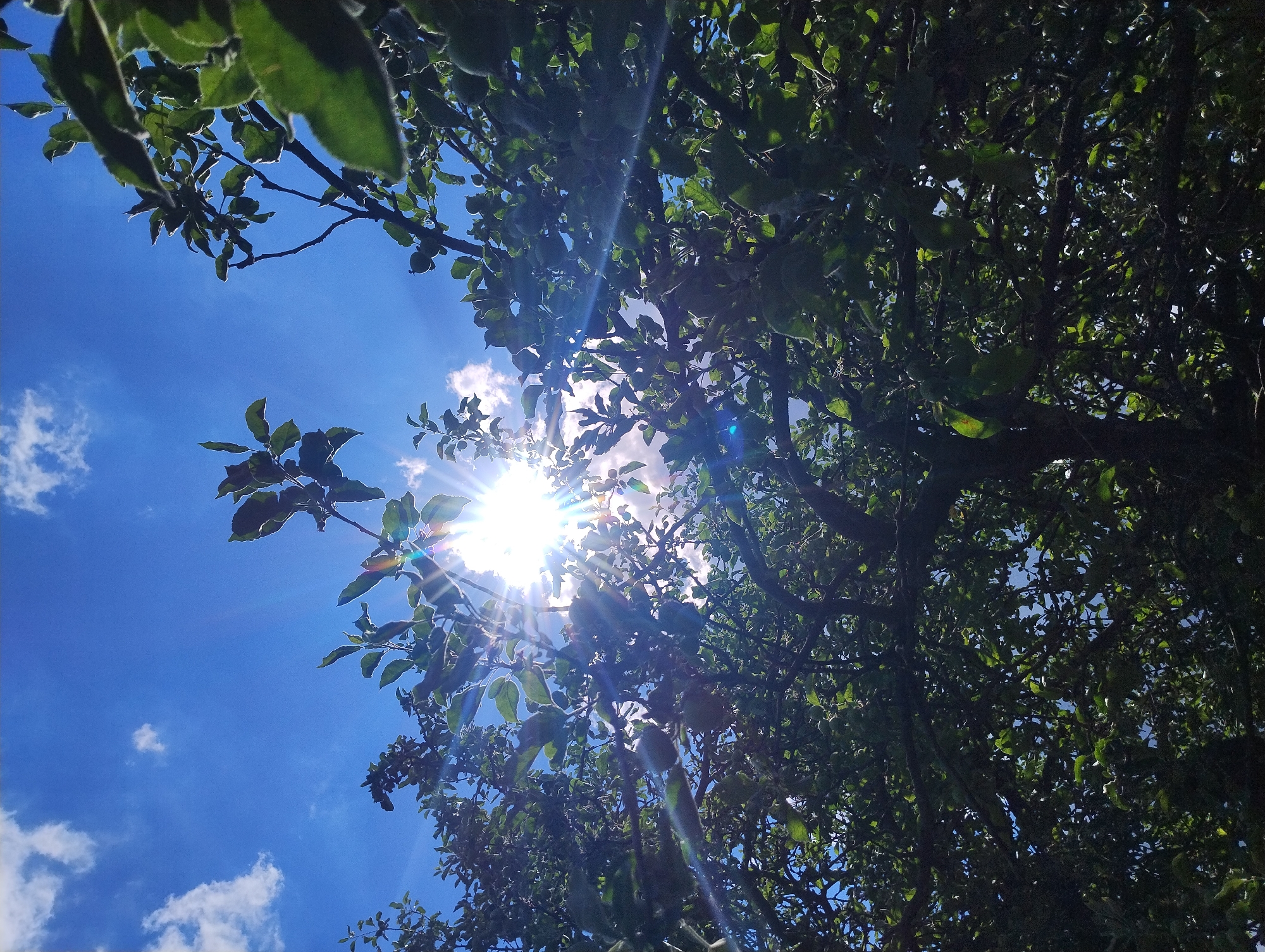 A low-angle shot captures the sun shining through the leaves of a tree in a dappled manner, creating lens flare effects. The bright sun is partially obscured by branches and foliage, with rays of light radiating outward. The sky is a vibrant blue with scattered white clouds. Some of the leaves appear fuzzy, suggesting they might be on a fruit-bearing tree, possibly an apple or pear tree, as small green fruits are visible on some branches. The scene is set outdoors, with the natural light suggesting it is daytime. There are no people or artificial structures visible.