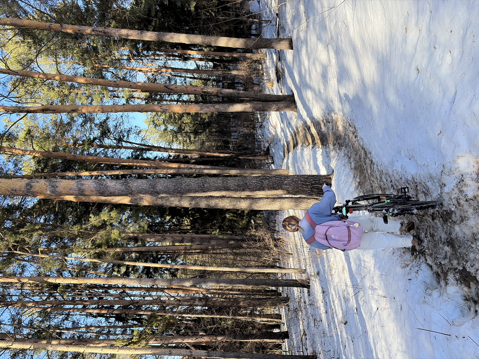 A single individual is observed from behind, walking on a snow-covered forest path in Chaikovsky, Russia. The person has light-colored hair secured with a clip, wears a light blue long-sleeved top, white pants, and a pink Adidas backpack. They are actively pushing a dark-framed bicycle, which features green accents, along a muddy track that winds through the snow. The environment consists of numerous tall pine trees with visible bark and green foliage, lining both sides of the path and extending into the background. Long shadows are cast across the snow-dusted ground by the trees. The sky above is clear and blue, indicating daylight conditions within a coniferous forest during late winter or early spring.