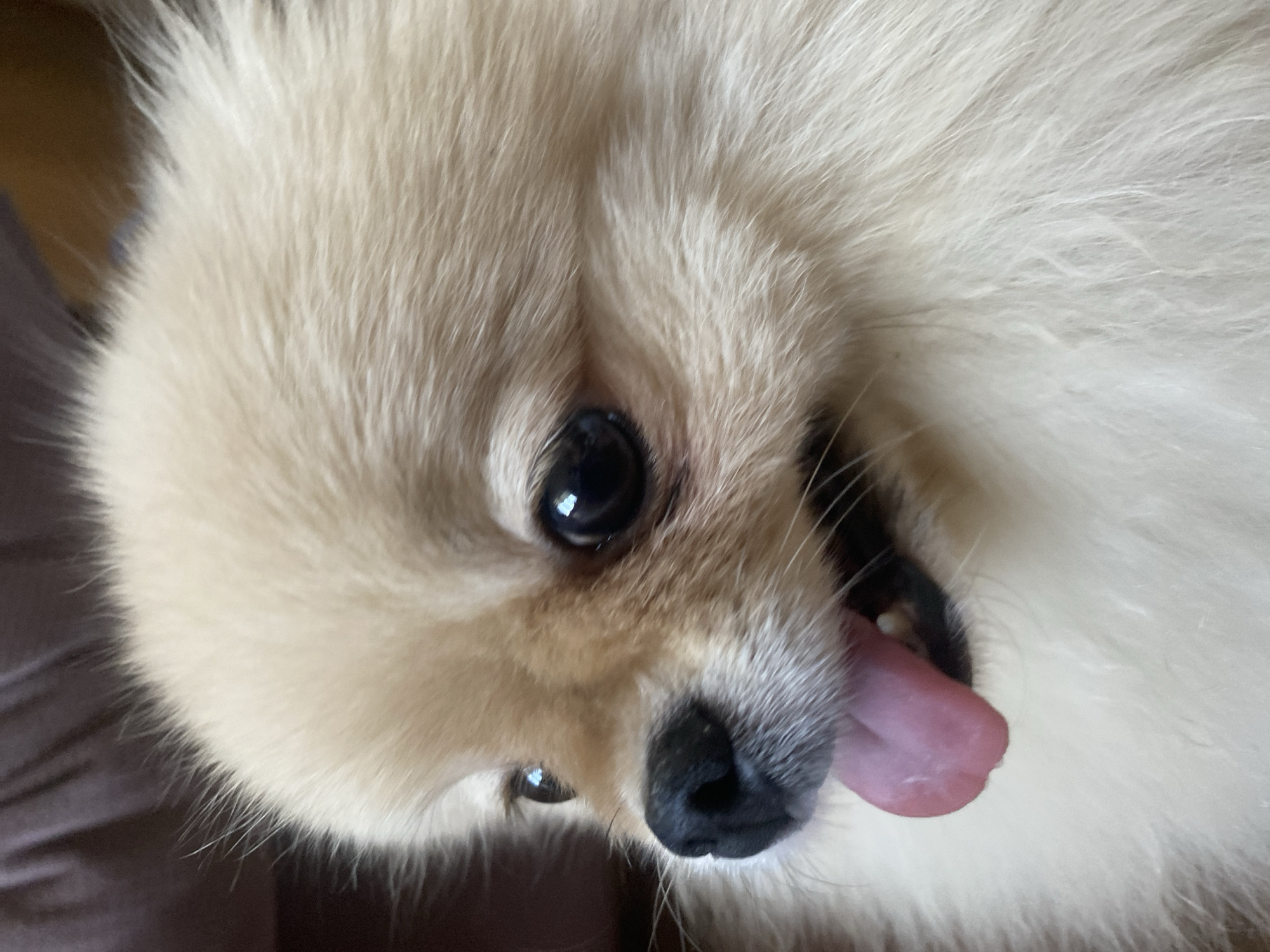 A close-up, eye-level shot shows the head of a cream-colored Pomeranian dog. The dog is panting with its pink tongue hanging out of its mouth. Its nose is black, and its eyes are dark and round. The background is a blurry, dark purple fabric.