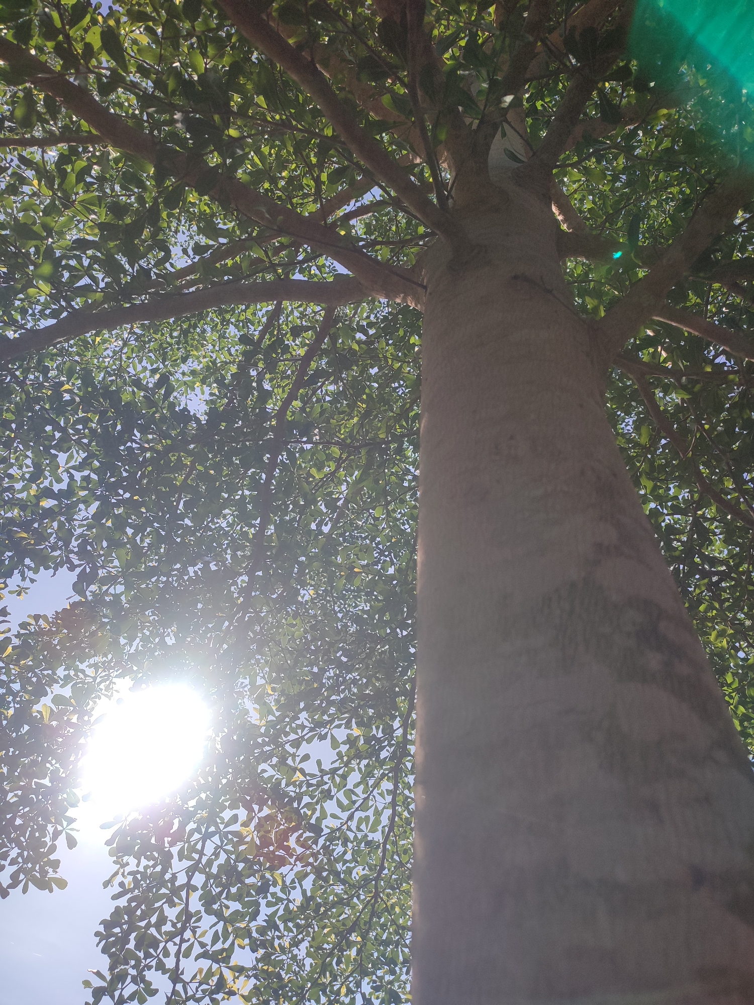The image is a low-angle shot looking up into a tree. The tree trunk is thick and light brown, extending vertically through the center of the frame. Branches spread outward, supporting dense foliage of small, green leaves. Sunlight filters through the leaves, creating bright spots and shadows. The sun is visible as a bright, circular glare in the lower-left portion of the frame. A green lens flare is visible in the upper-right corner. The sky is blue and visible through gaps in the foliage. There are no people visible in this image. The environment suggests a natural or park setting. While the prompt asks for the location of Blangriek, Indonesia, this cannot be confirmed within the image itself.