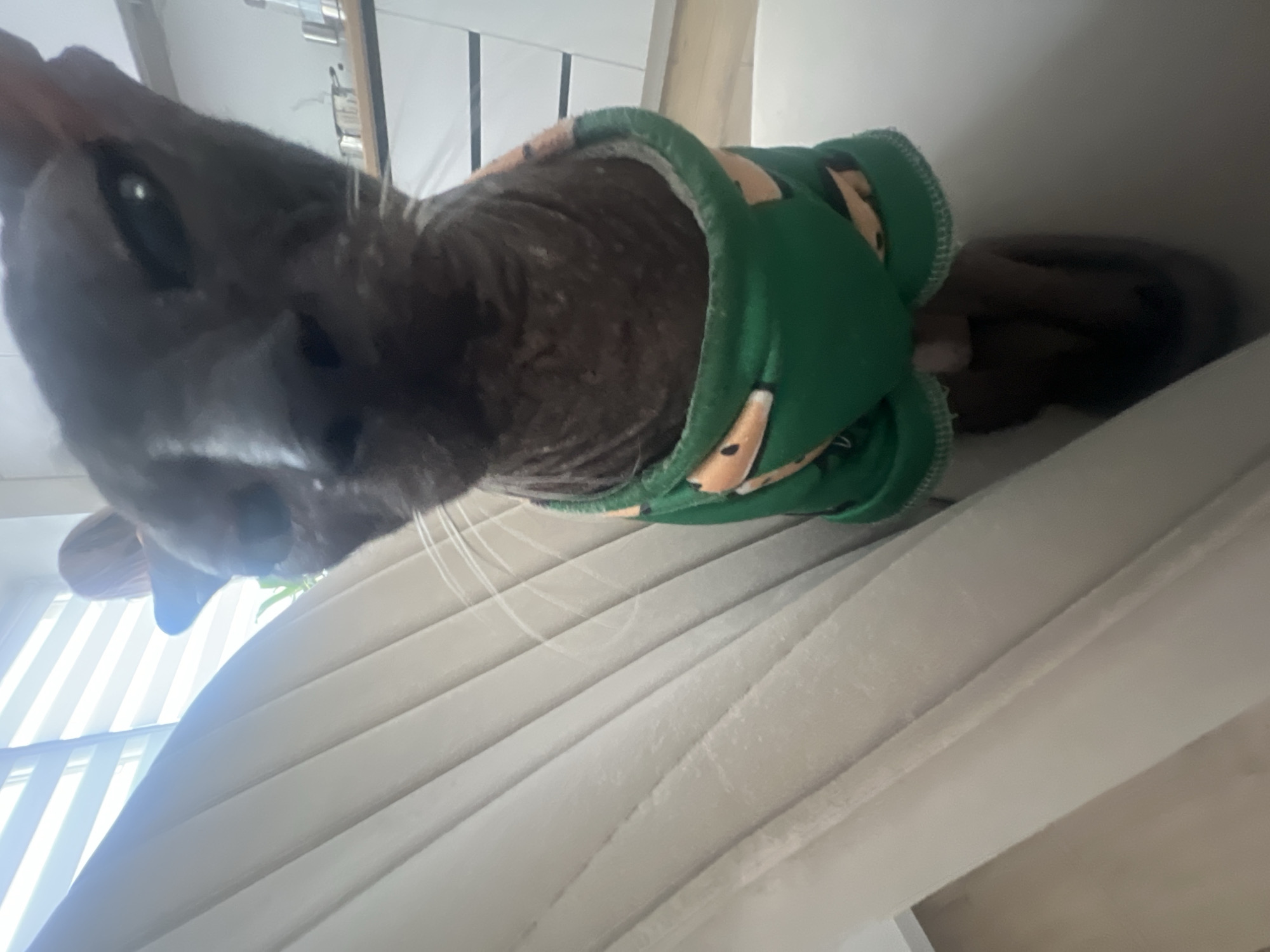 A dark-skinned Sphynx cat, wearing a green onesie with an orange pattern, sits on a textured, light-colored chair. The cat's face is partially obscured by the chair, with its left eye visible and looking towards the camera. In the background, horizontal blinds cover a window, and a sliver of a kitchen with cabinets and countertop is visible. The scene is indoors.
