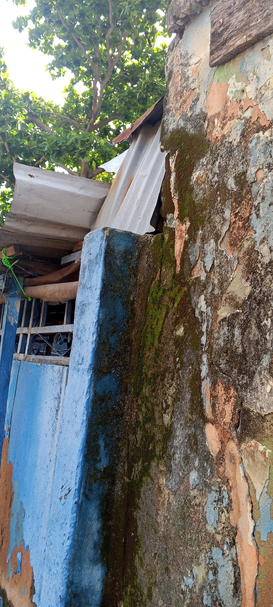 The image depicts an outdoor scene, likely a side view of an aged building, with a focus on the textured, weathered wall on the right. This wall is a mosaic of peeling paint in various colors, including shades of blue, peach, and green, with areas of moss and discoloration indicating significant age and exposure to the elements. A corner of the building, painted a vibrant blue, juts out on the left, also showing signs of wear. Above the blue structure, sections of corrugated metal sheeting, presumably part of a roof or awning, are visible, supported by wooden beams. Lush green foliage from a tree is prominent in the upper left portion of the image, with bright sunlight filtering through the leaves, suggesting an outdoor, possibly rural or semi-urban, setting. The overall impression is one of decay and neglect, contrasted with the vibrancy of the natural environment. No people or specific actions are depicted.