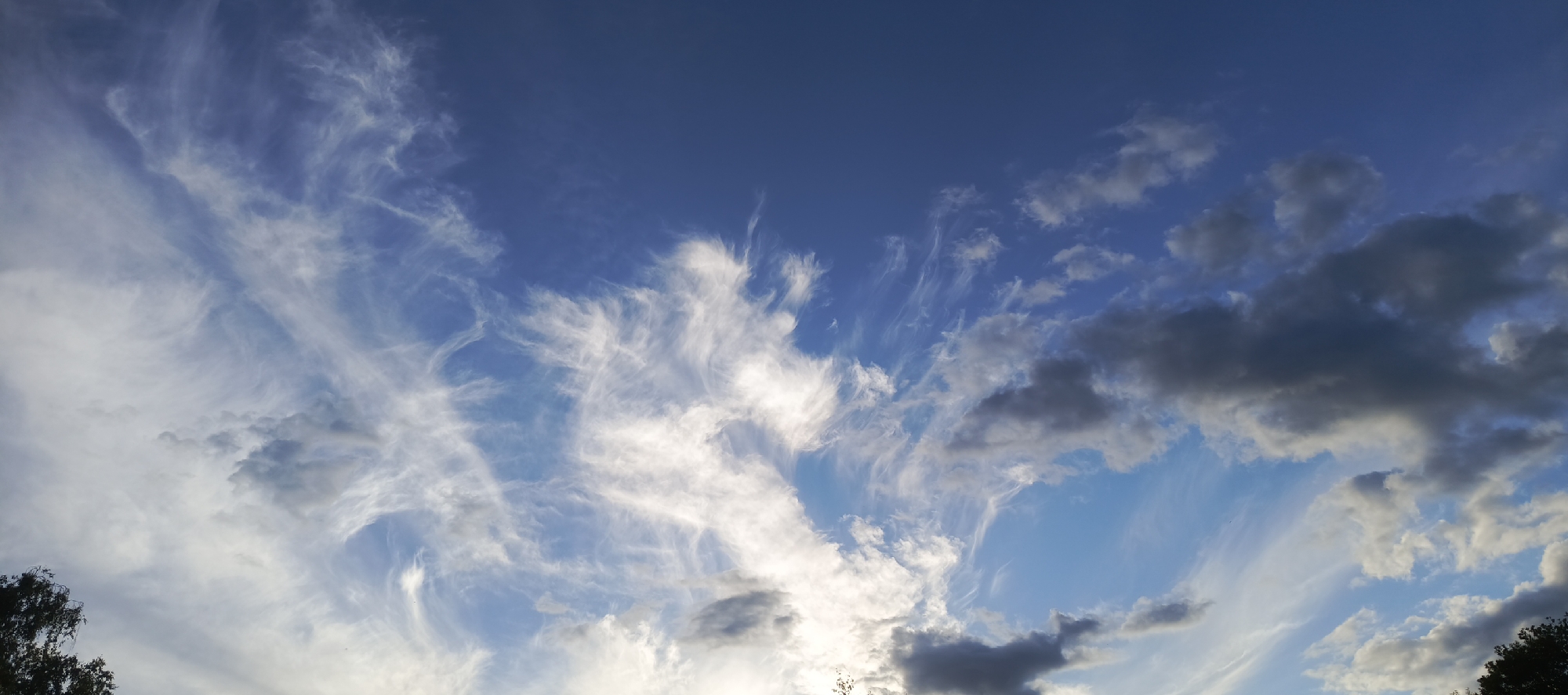 The image is a panoramic view of the sky with dynamic cloud formations. The sky is a clear, bright blue, transitioning to lighter shades towards the horizon. Wispy, cirrus clouds stretch across the upper left portion of the frame, appearing delicate and feathery as they catch the sunlight. In the center, more prominent, wispy clouds are illuminated, creating a dramatic, almost artistic display against the blue.
To the right, there are darker, more textured clouds, suggesting some depth and possibly the presence of cumulus clouds. These clouds are also catching the light, with some edges appearing bright white and others a deep gray. The contrast between the bright blue sky and the varied cloud types creates a sense of movement and vastness.
At the bottom left, a silhouette of dark green foliage, likely tree branches, is visible, providing a grounding element to the expansive sky. Similarly, at the bottom right, more dark green foliage is visible. The lighting suggests it is either early morning or late afternoon, with the sun low in the sky, casting a warm glow and creating the strong contrasts in the clouds. The overall mood is one of natural beauty and the grandeur of the sky. There is no visible text in the image. The location context suggests this scene is from Merchalovo SNT, Russia.