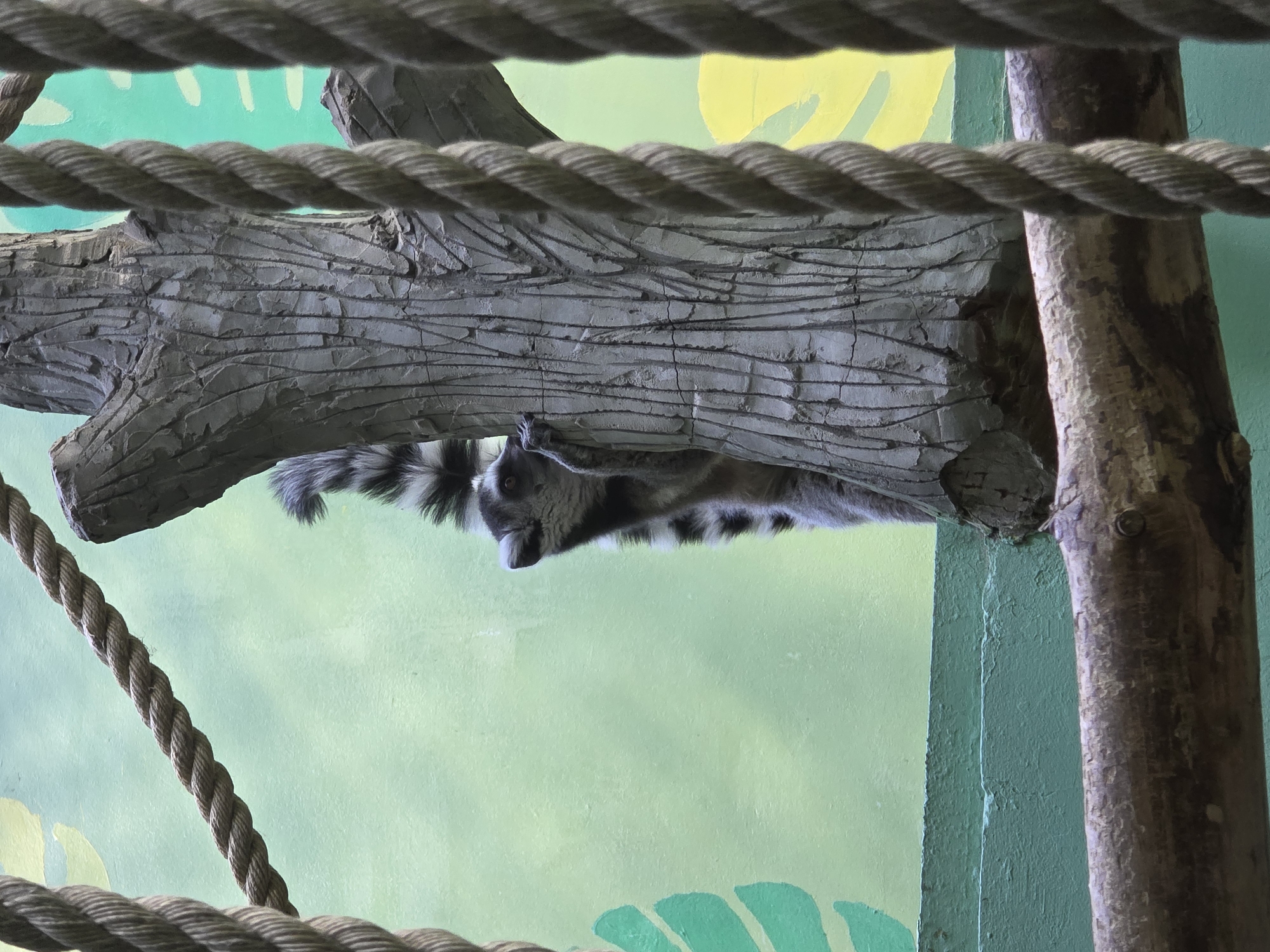 A Ring-tailed Lemur is upside down under a grey sculpted tree branch. The lemur has black and white stripes and a black eye. Above the branch, a thick brown rope extends horizontally across the image. The background is a light green wall with a faint yellow leaf pattern. A brown wooden beam is vertical to the right of the sculpted branch. The scene is likely an enclosure or exhibit, suggesting a zoo or wildlife park. No specific information confirms the location in Uspenskii, Russia.