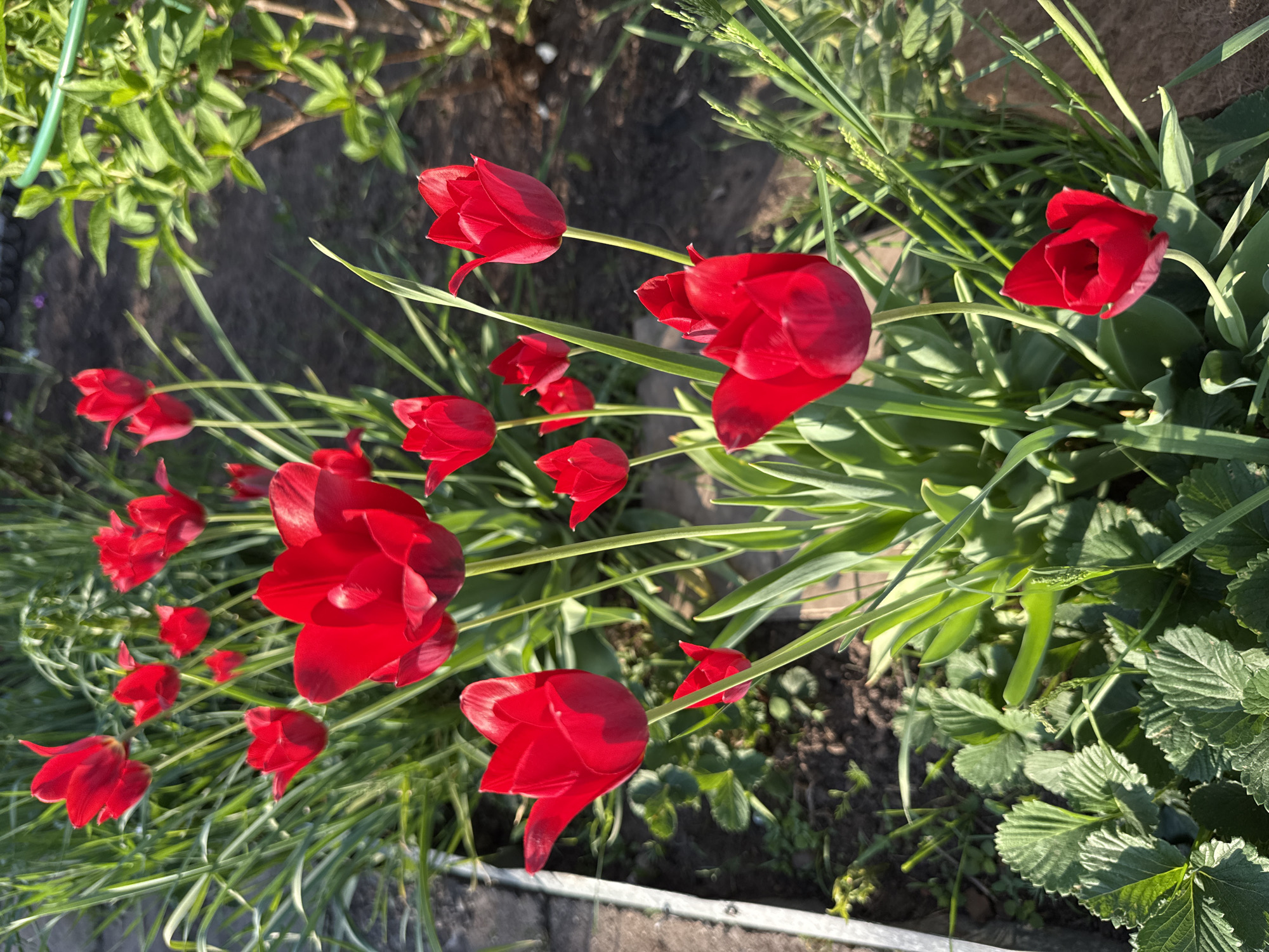 The image shows a garden bed with red tulips in full bloom, surrounded by green foliage. The tulips are the dominant feature, their bright red petals contrasting with the various shades of green in the background. The background includes other plants and glimpses of soil. The overall impression is that of a well-maintained garden.
Given the prompt's request for details about Votkinsk, Russia, it's not possible to definitively determine the location of this garden within the city without additional information or context. The scene could be located in a private residence, a public park, or any similar green space within Votkinsk. There is nothing in the image itself that provides specific location details related to the city.