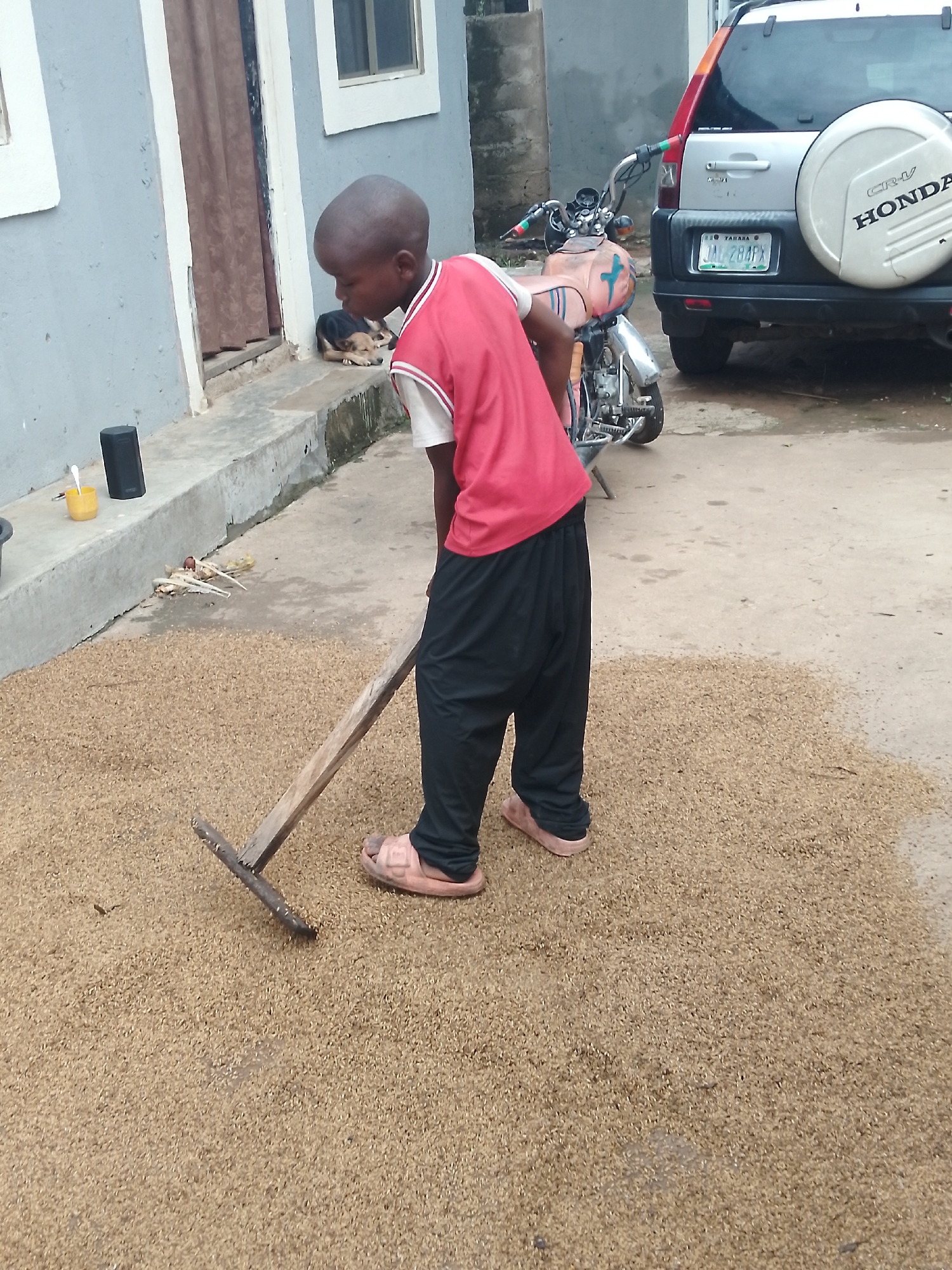 In Serti, Nigeria, a young boy with a shaved head, wearing a red sleeveless shirt over a white undershirt and black baggy trousers, is raking a large pile of grains on a paved outdoor surface. He is using a wooden tool with a metal rake head. To his left, a dog lies down on a concrete ledge in front of a building with grey walls and a brown curtained doorway. In the background, a motorcycle and a silver Honda CR-V are parked. The ground appears wet in places, suggesting recent rain. A black speaker and a yellow cup with a spoon are on the ledge.