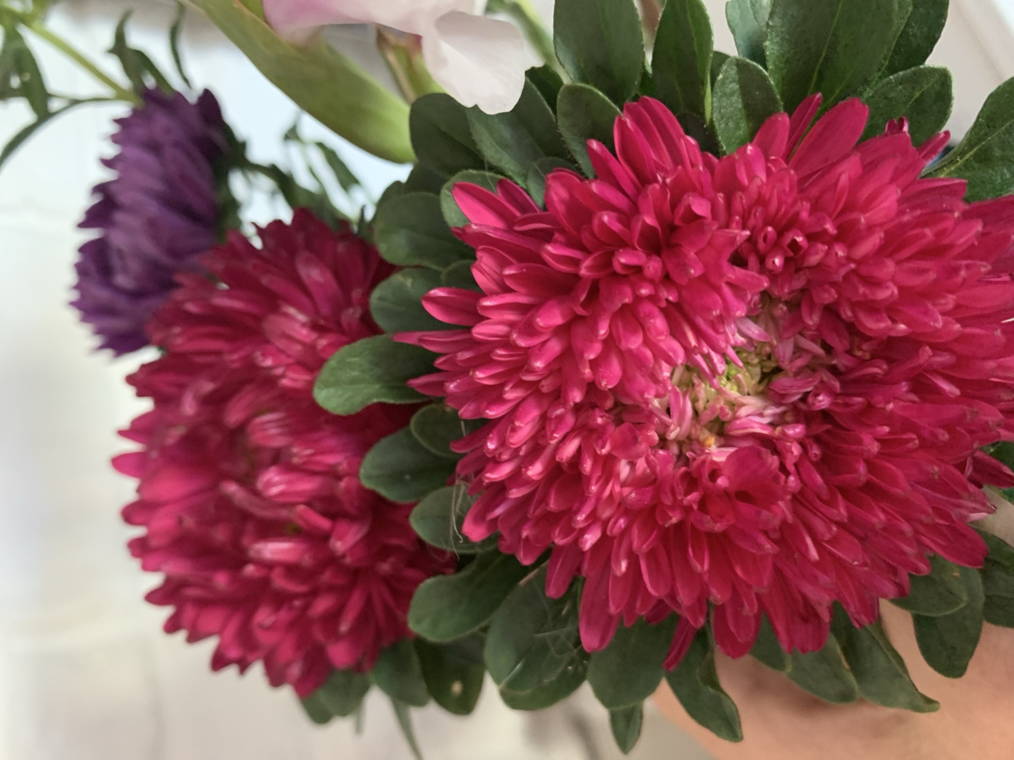 A close-up, vertical shot shows a bouquet of flowers with a light-colored background. The primary subjects are two large, vibrant fuchsia-colored asters in the foreground and middle ground, both with numerous thin, pointed petals. Behind them, a blurred purple aster is visible. The asters are surrounded by dark green leaves. A hint of a white flower and a green stem are present on the right side of the image. The scene is indoors, and a person's hand is partially visible in the lower left corner, holding the bouquet. No specific landmarks or indications of the city of Kapyĺ, Belarus, are present in the image.