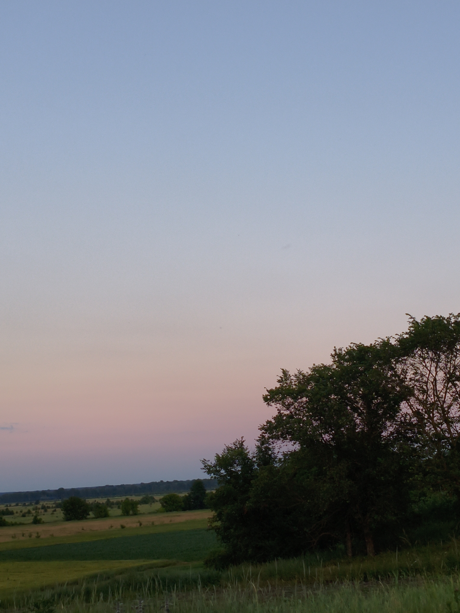 The image depicts a rural landscape, likely at dusk, in or near Ustyvytsia, Ukraine. The sky transitions from a pale blue at the top to soft pink and peach hues near the horizon. The foreground features tall, dry grass. A dense cluster of dark green trees occupies the lower right portion of the frame, with a few more trees and hedgerows scattered across the middle ground. The background reveals rolling fields, some appearing cultivated with patches of green and yellow, extending towards a dark line of distant trees. The scene is serene and devoid of human presence or activity.
