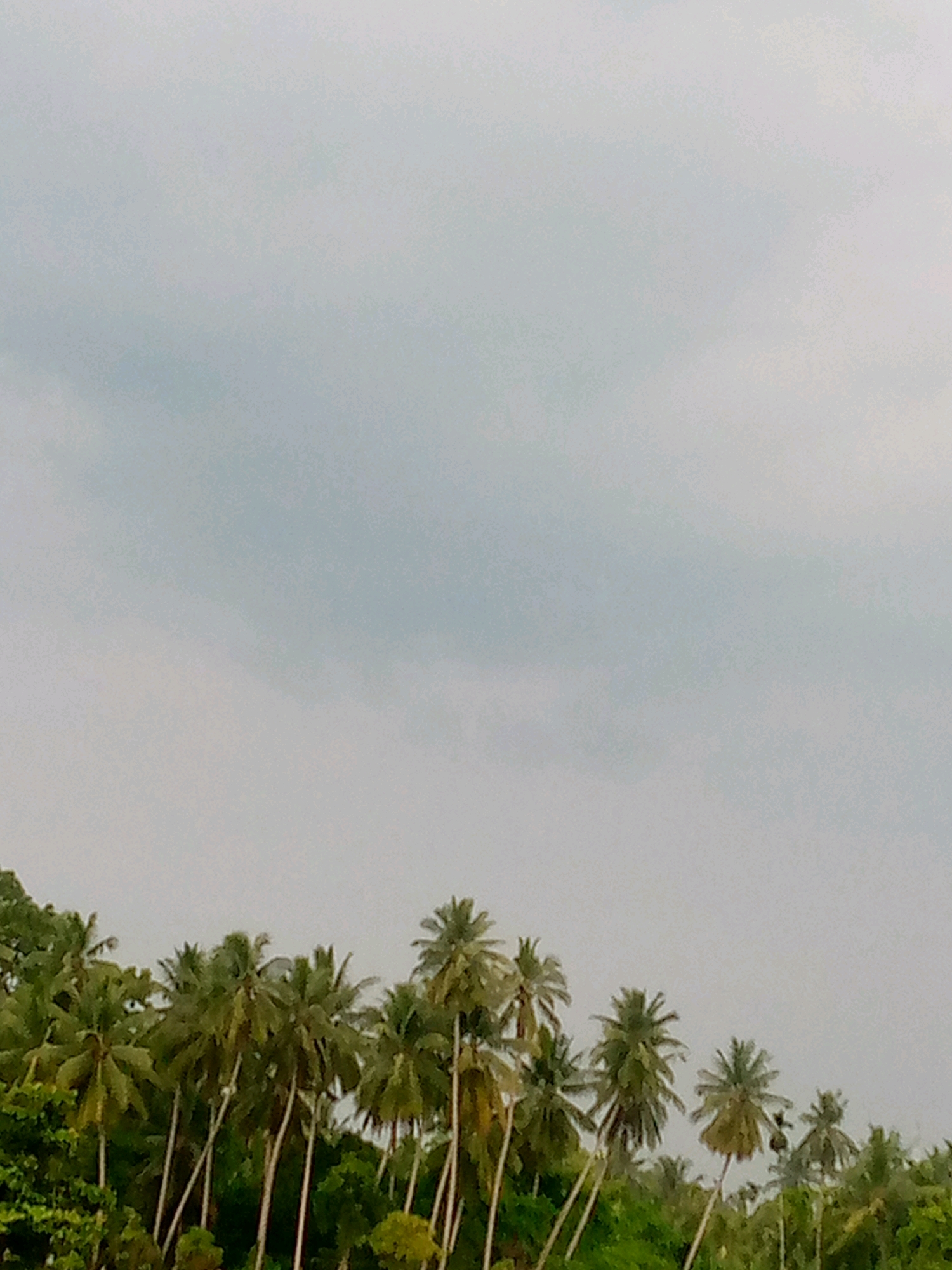 The image displays a dense line of palm trees against a pale, overcast sky. The trees are tall with slender trunks and crowns of green fronds. The foliage is lush and varied, with some trees appearing taller and more mature than others. The background is dominated by a muted gray sky, suggesting a cloudy or possibly approaching storm. The scene appears to be a natural landscape, likely a coastal area or tropical environment, consistent with the geography of Kutaglumpang, Indonesia, where palm trees are common. There are no people or visible man-made structures in the image. The overall impression is one of natural abundance under a diffused, atmospheric light.