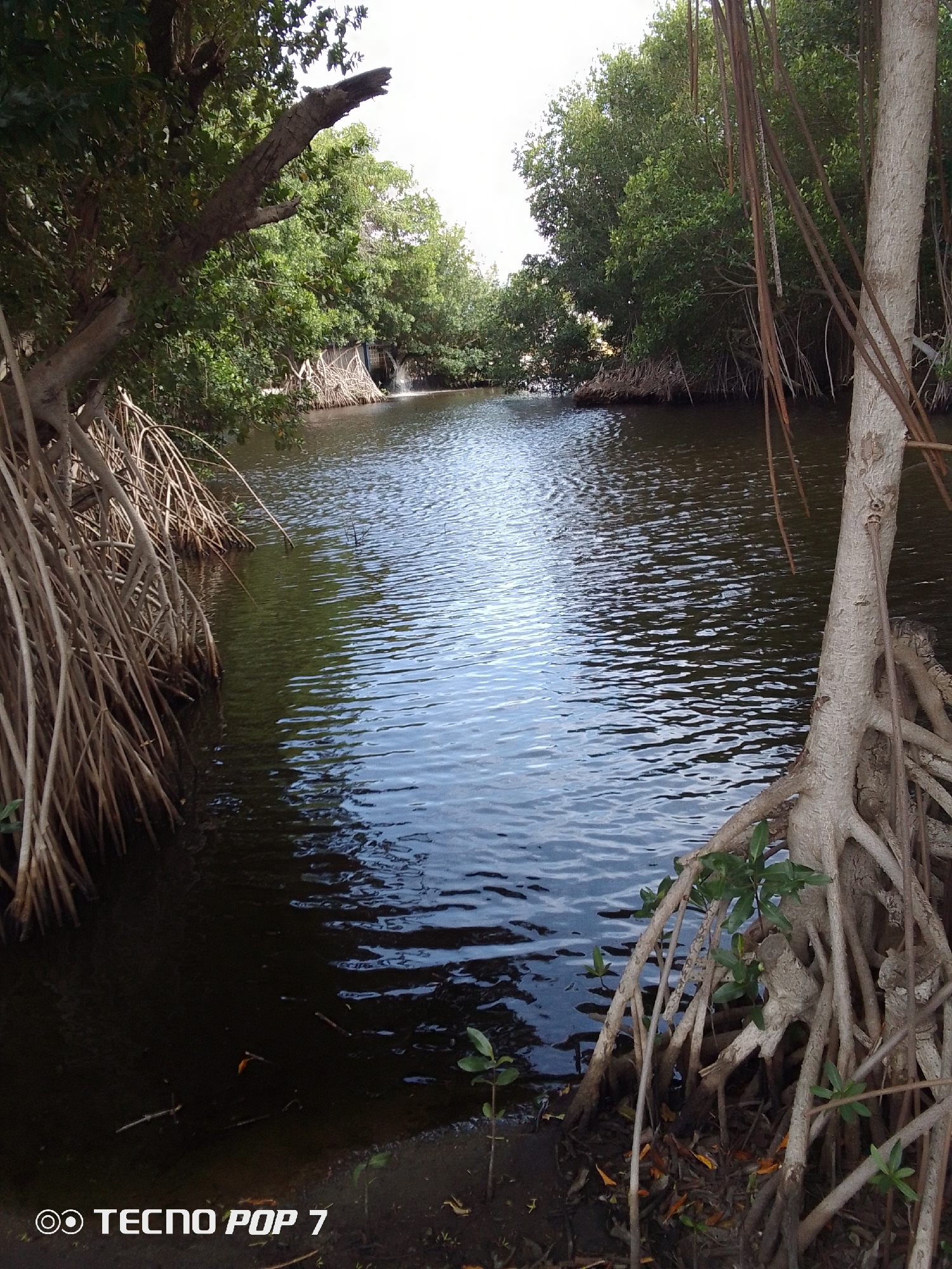 The image depicts a body of water, likely a river or lagoon, surrounded by mangrove trees. The trees are visible on both sides of the water, with their characteristic aerial roots extending into the water and onto the muddy banks. The water reflects the sky and surrounding trees, creating a rippled surface. The lighting suggests it is daytime. The vegetation is lush and green, indicating a tropical environment. The photo was taken in Pedro González, Venezuela.