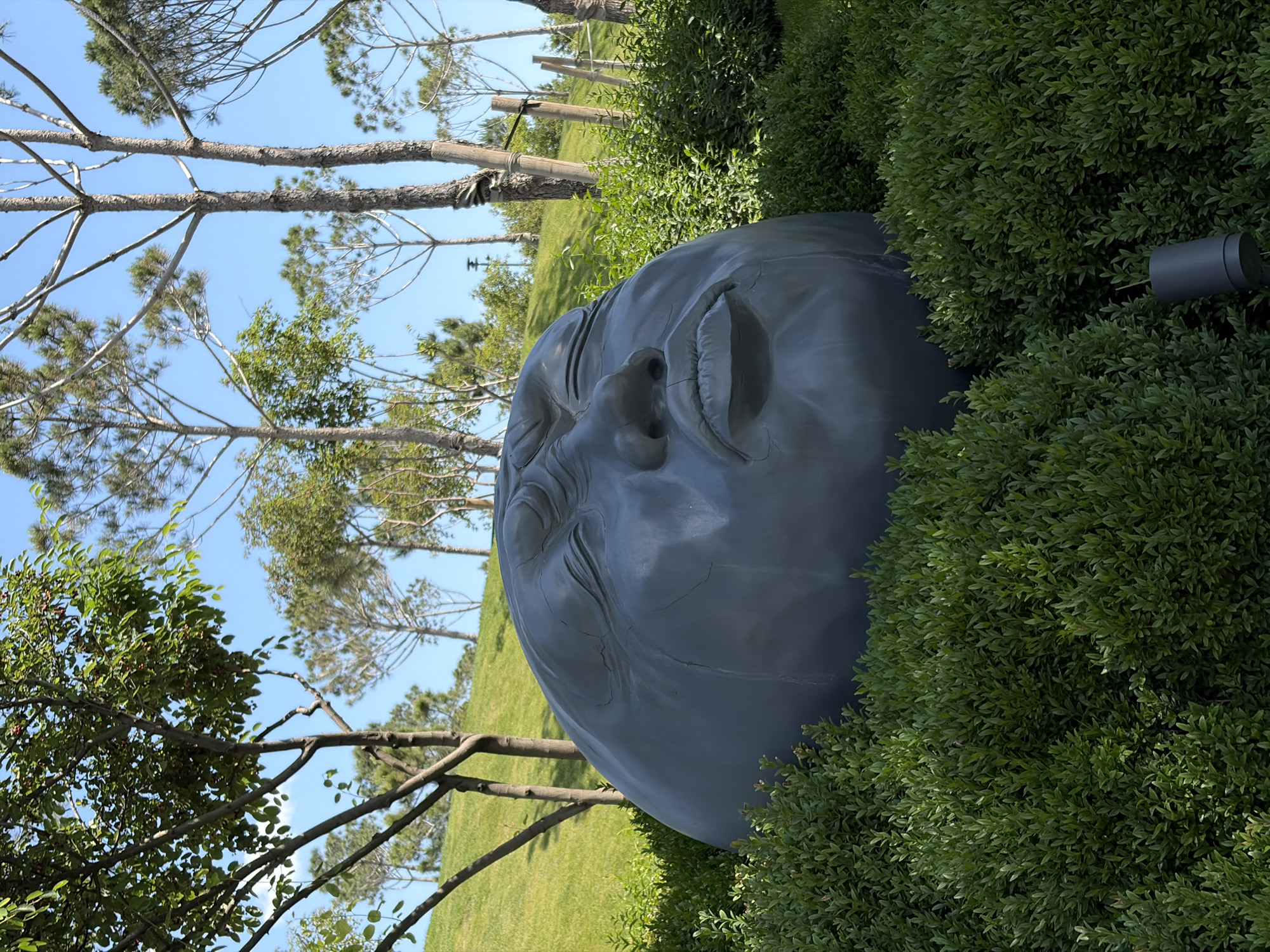 This is a detailed image of a public art installation within Galitsky Park (Krasnodar Park) in Krasnodar, Russia. The central subject is a large, dark grey, egg-shaped sculpture of a human face, partially submerged in dense green foliage. The face features closed eyes with prominent lids and deep wrinkles, a distinct nose, and full lips, conveying an expression of distress or crying, indicated by visible tear-like streaks running down the cheeks. The sculpture exhibits several cracks across its surface, adding to its textured appearance.
In the immediate foreground, vibrant green, densely packed bushes with small, ovate leaves envelop the lower and side portions of the sculpture. A dark grey cylindrical ground light fixture is positioned within these bushes at the bottom right.
Behind the sculpture and bushes, a gently sloping hill covered in neatly manicured bright green grass extends upwards. Scattered across this grassy incline are numerous trees. In the midground, several deciduous trees with relatively slender, dark brown trunks and light green, sparse foliage are visible. Further up the hill and in the background, a series of taller, more slender trees, appearing to be pines or similar conifers, stand against a clear, bright blue sky with a few faint white wisps of clouds. Many of these background trees have their trunks wrapped with supportive materials like dark fabric ties and some are stabilized with bamboo stakes.