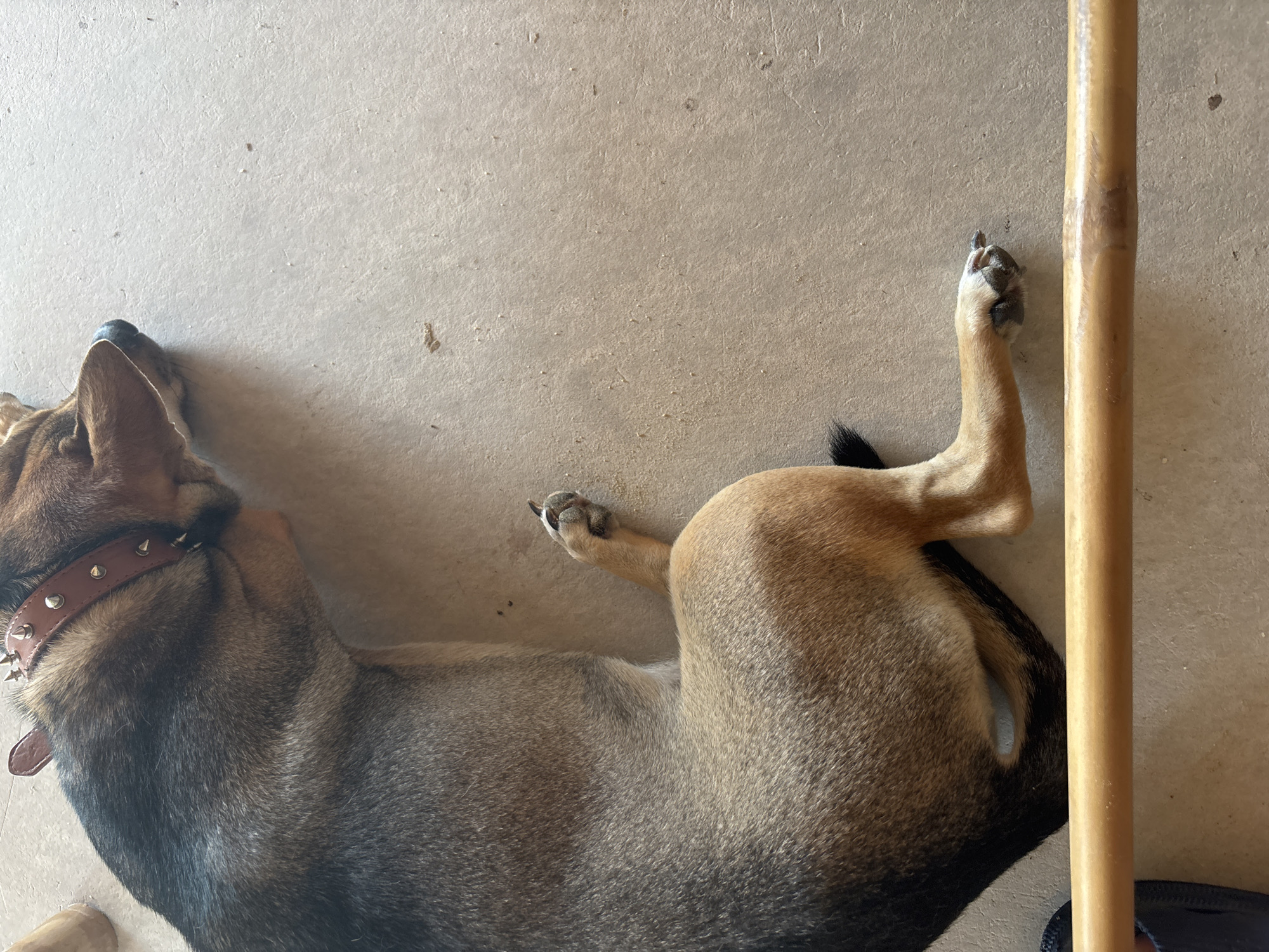 A brown and black dog with a spiked collar is lying on a concrete surface. Its body is positioned diagonally, with its head to the left and rear to the right. The dog's hind leg is raised and extended upwards. A wooden pole is visible on the right side of the frame. The location is in Baan Bo Phut, Thailand.