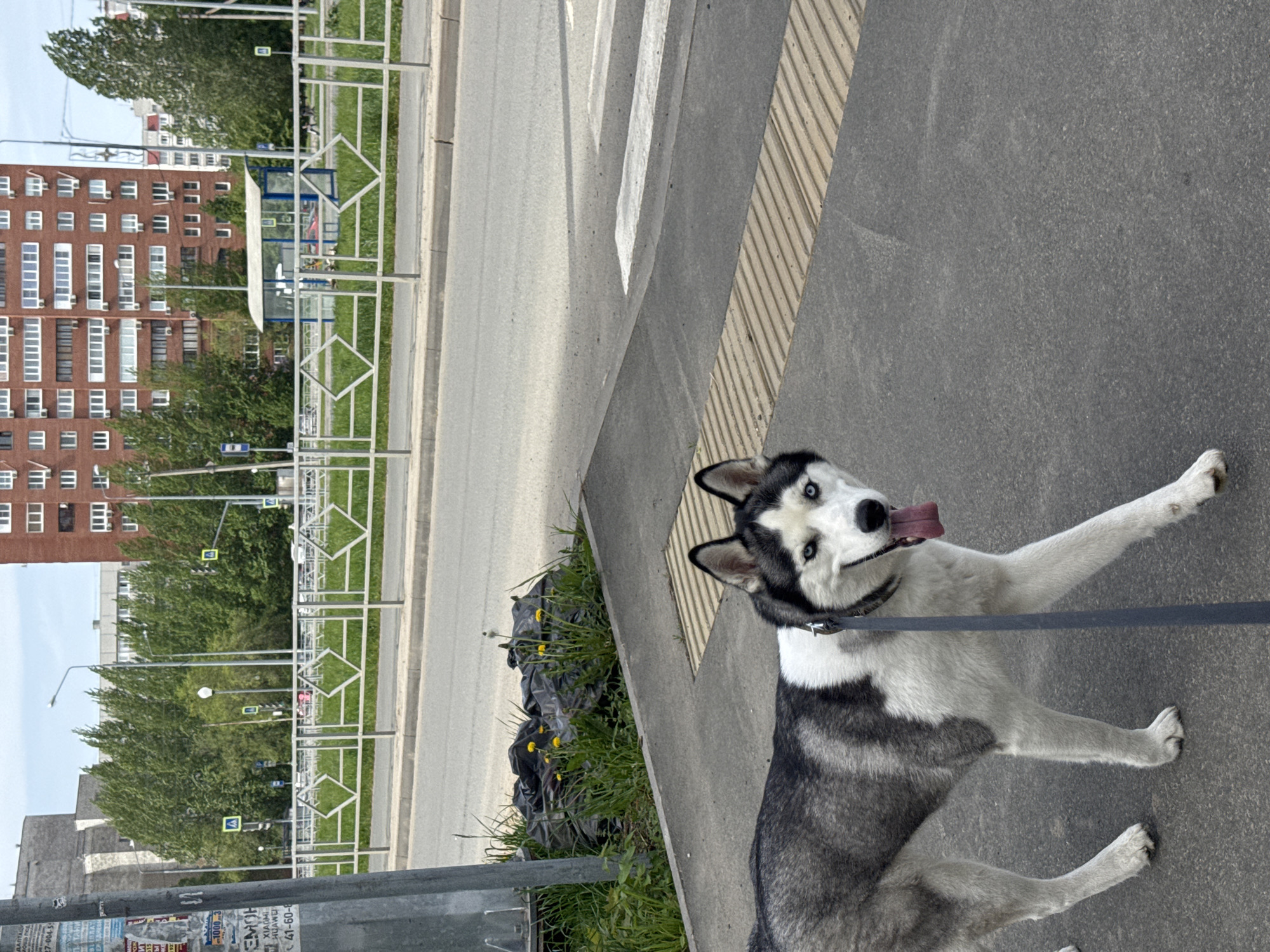A Siberian Husky dog is on a leash on a city sidewalk in Unknown. The dog is facing the camera with its tongue out and its front left paw raised. The dog is black, white, and grey. The sidewalk is grey. A street and crosswalk are in the background. There is a metal barrier along the sidewalk. A multi-story brick building, trees, and light posts are in the distance.